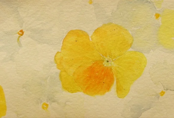 White and yellow pansies