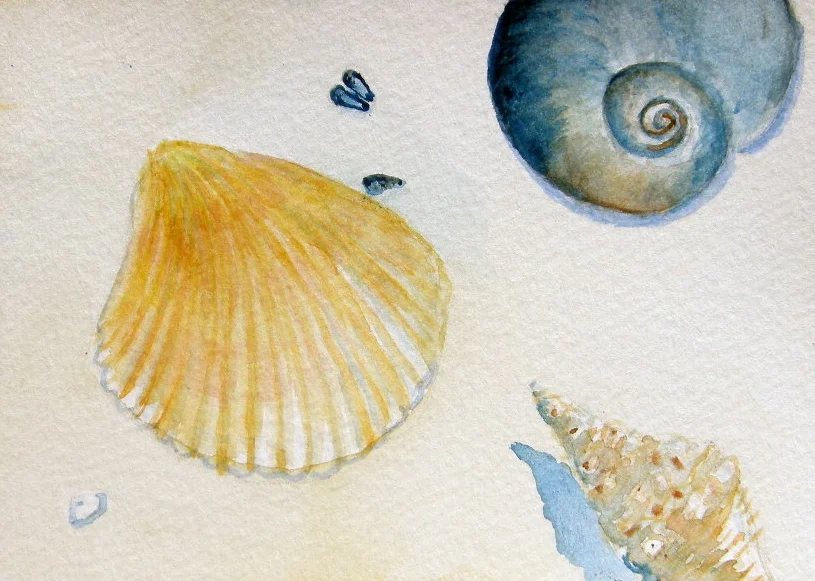 Shells with mini muscles