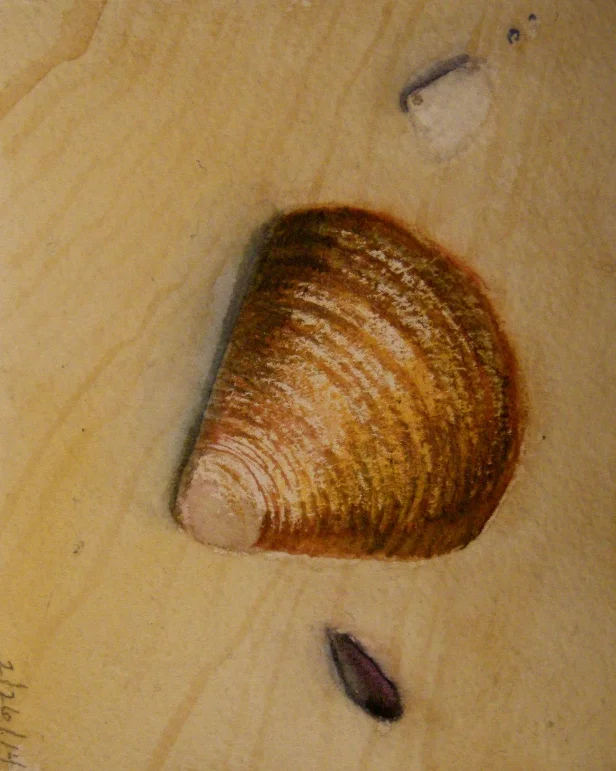 Shells on sand