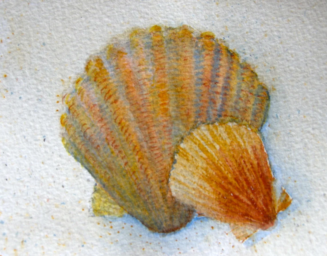 Scallop shells