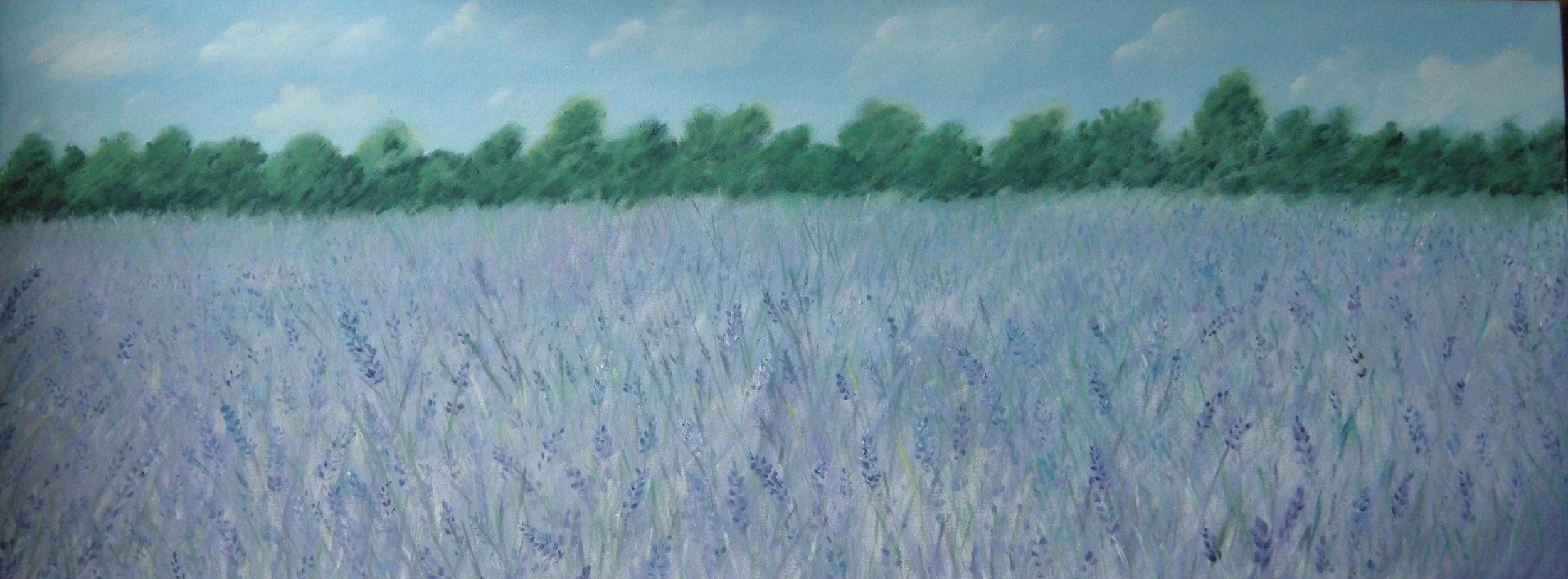 Lavender fields, East Marion