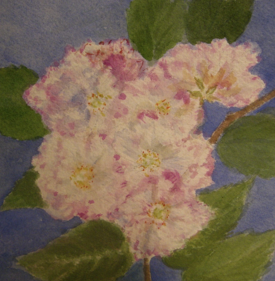 pink flowers with blue backround