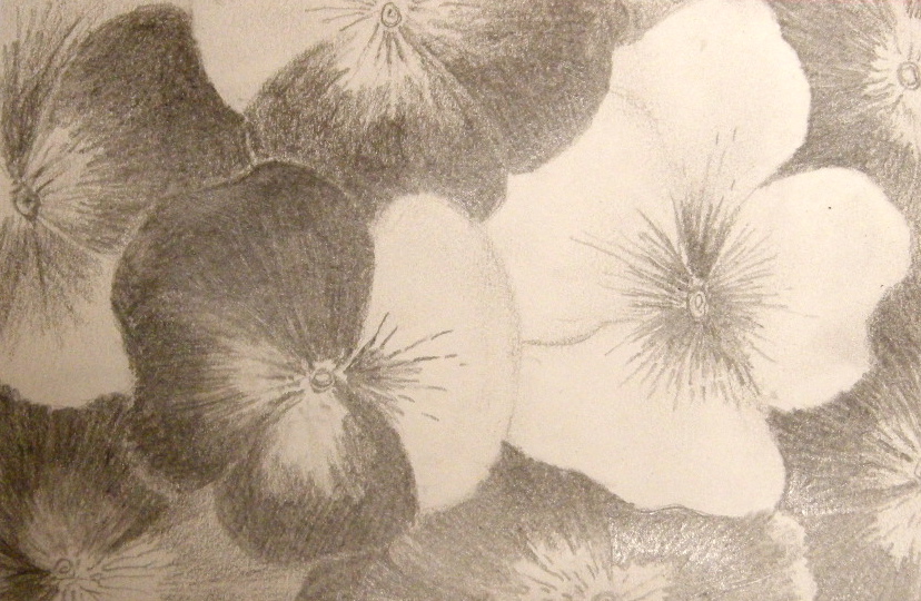 Pansies