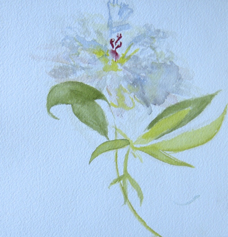 White peonie