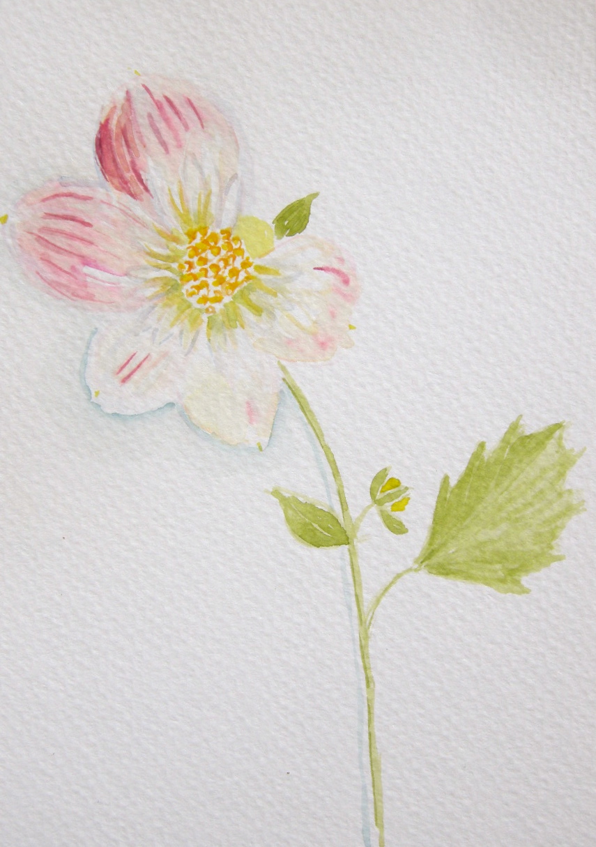 Brita's Dahlia, solo
