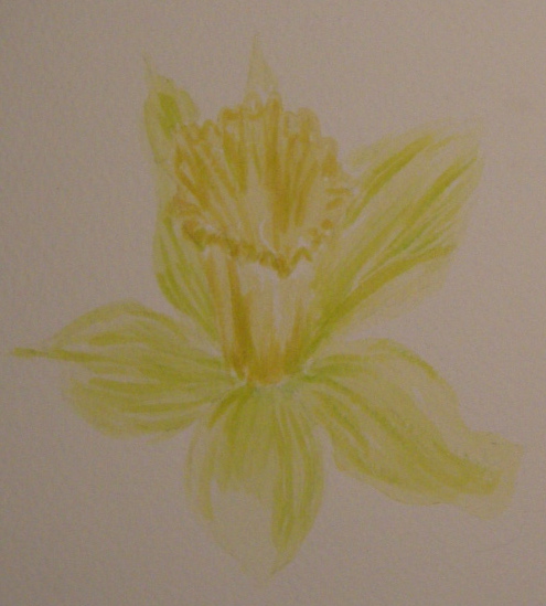 Dafodil