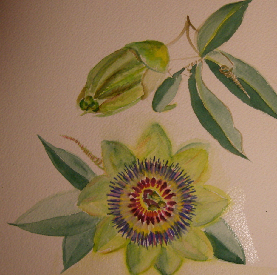 Passion flower