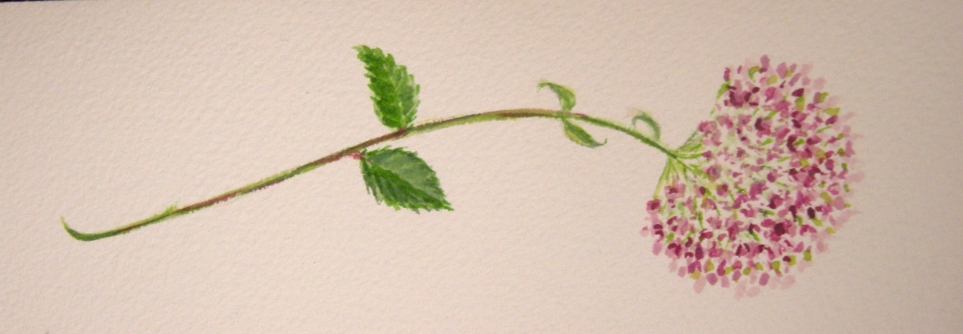 pink blossom