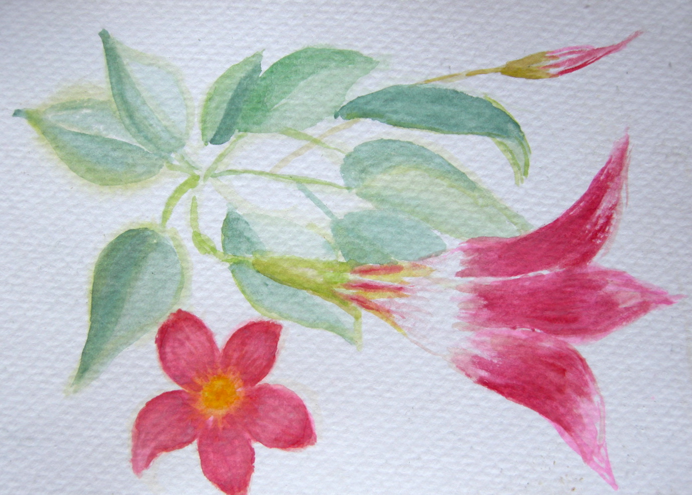 Pam's Crimson Flower
