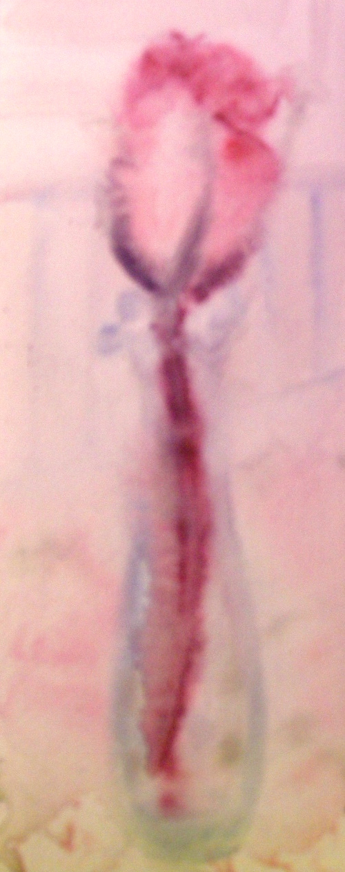 Rose in Bud Vase