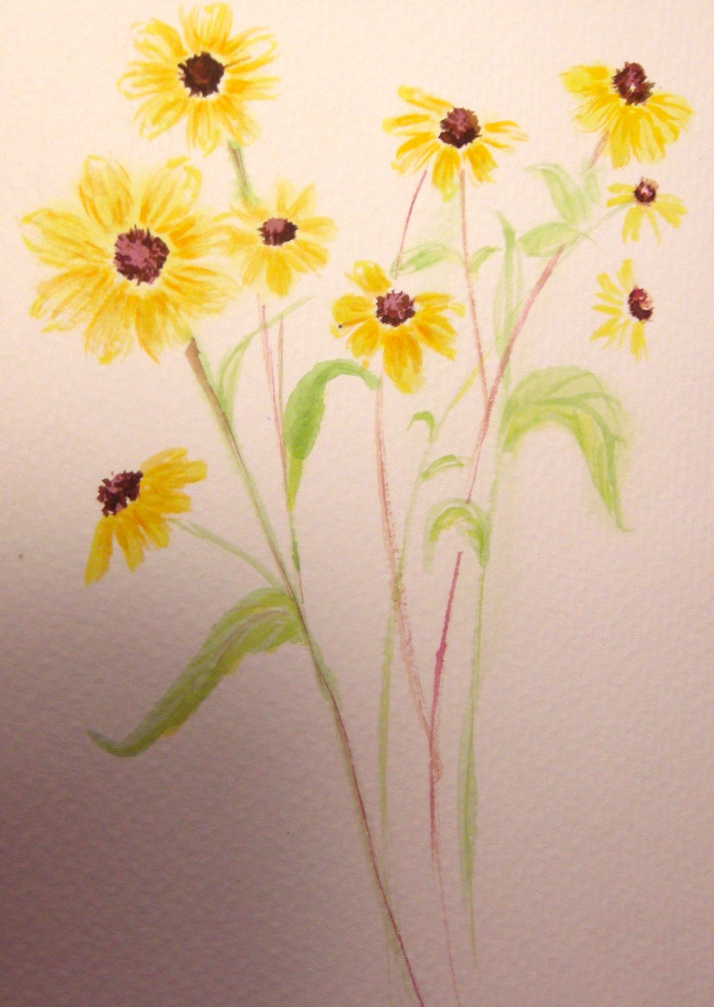 Black Eyed Susan's