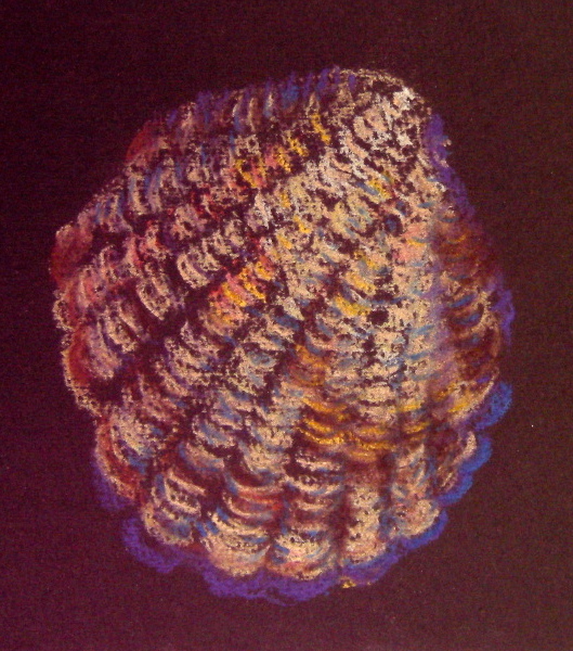 Pastel Shell