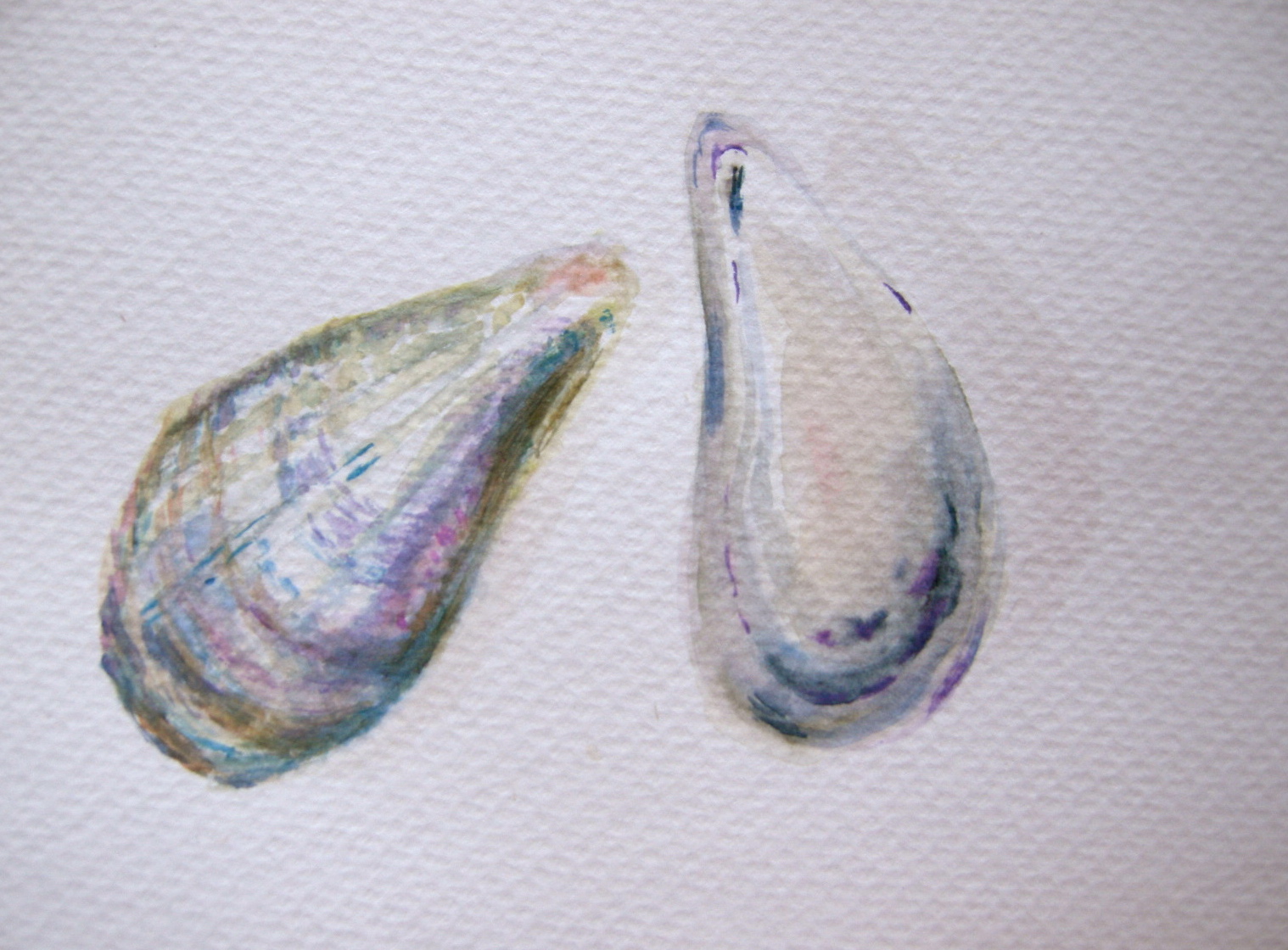 Oyster Shells