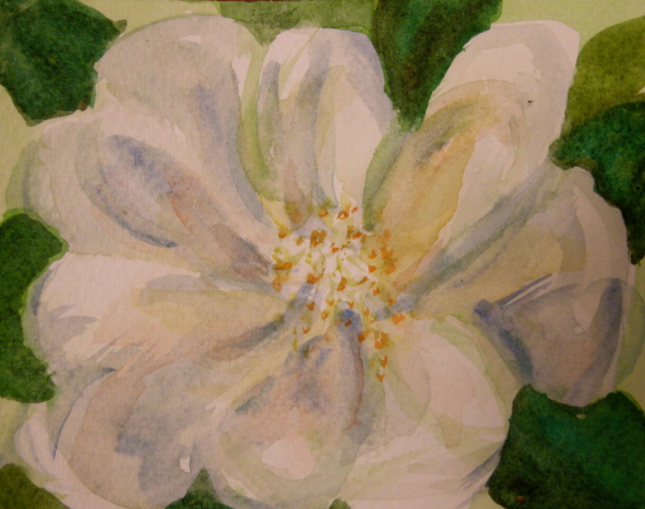 White Rose