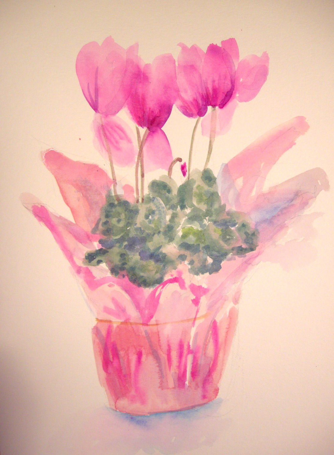 Magenta Flower in Pot
