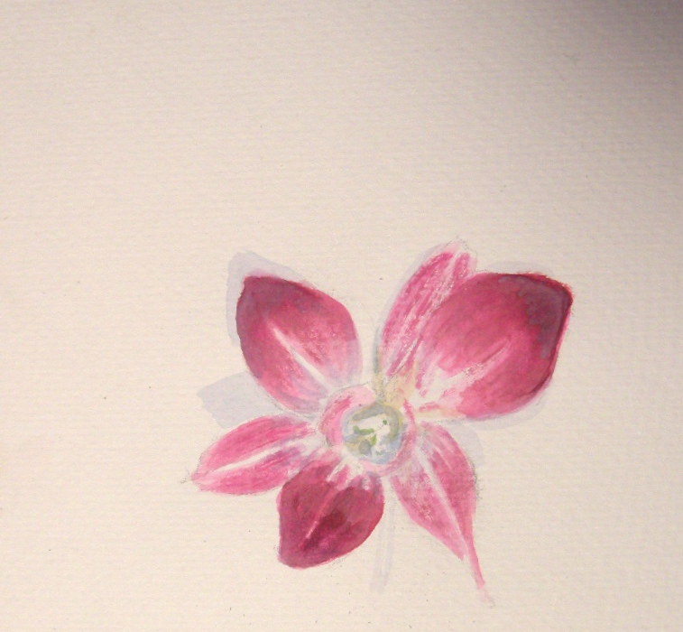 Magenta Orchid