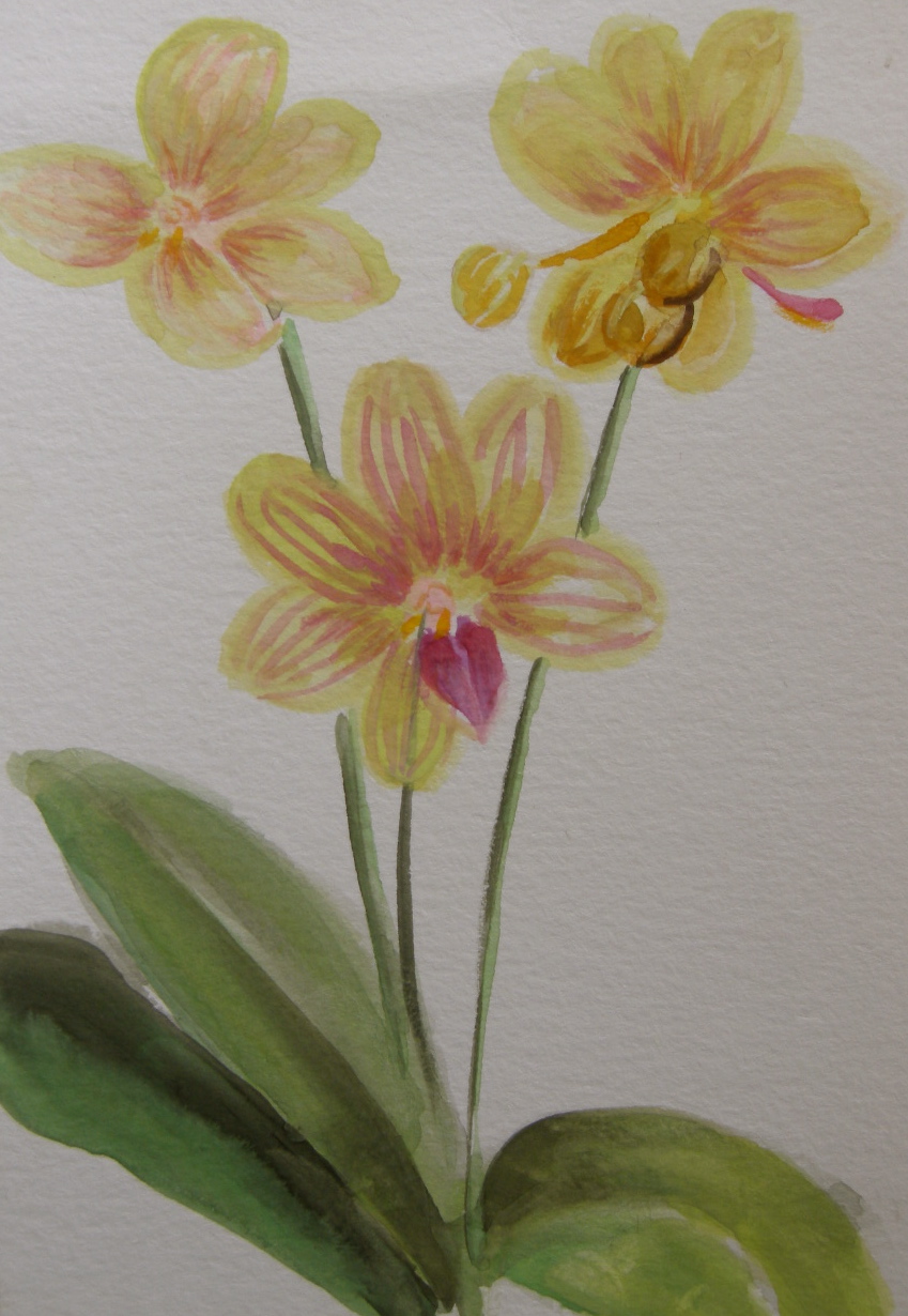 Square Diner Orchid
