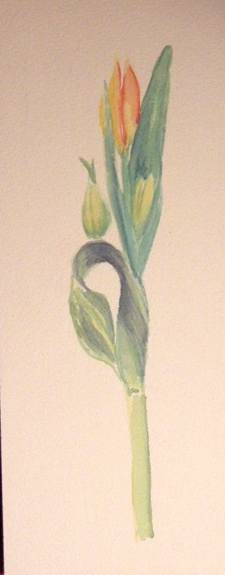 Tulip Family