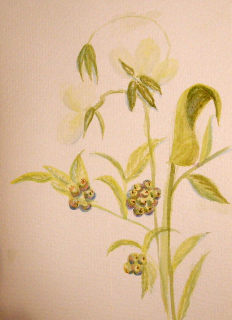 Pete's Blueberries