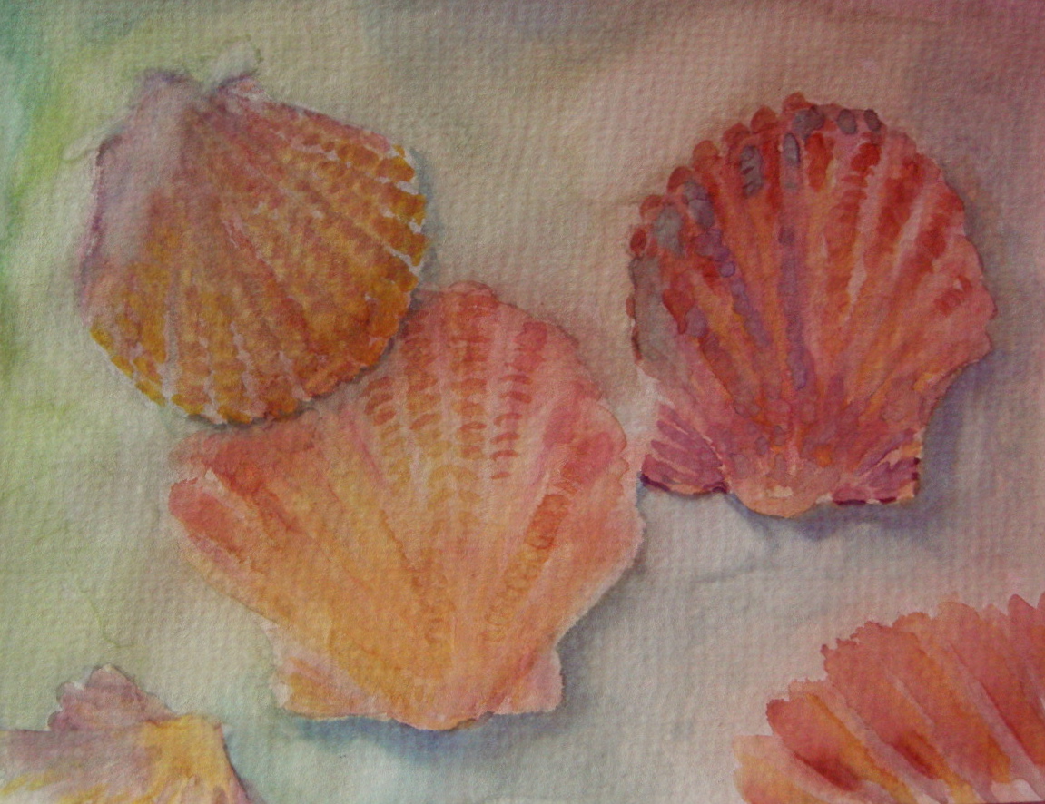 Bleeding Scallop Shells