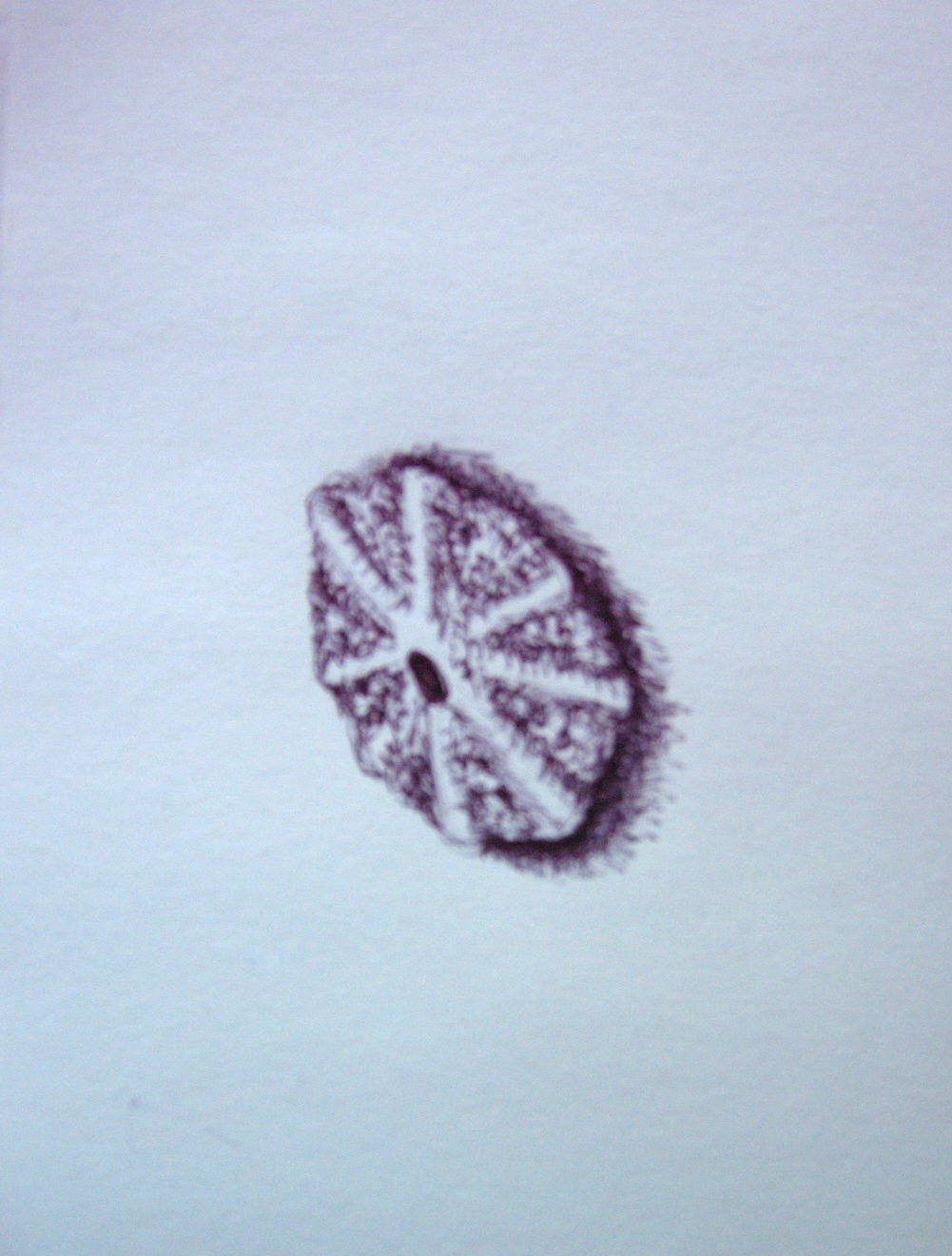 Ink Shell 1