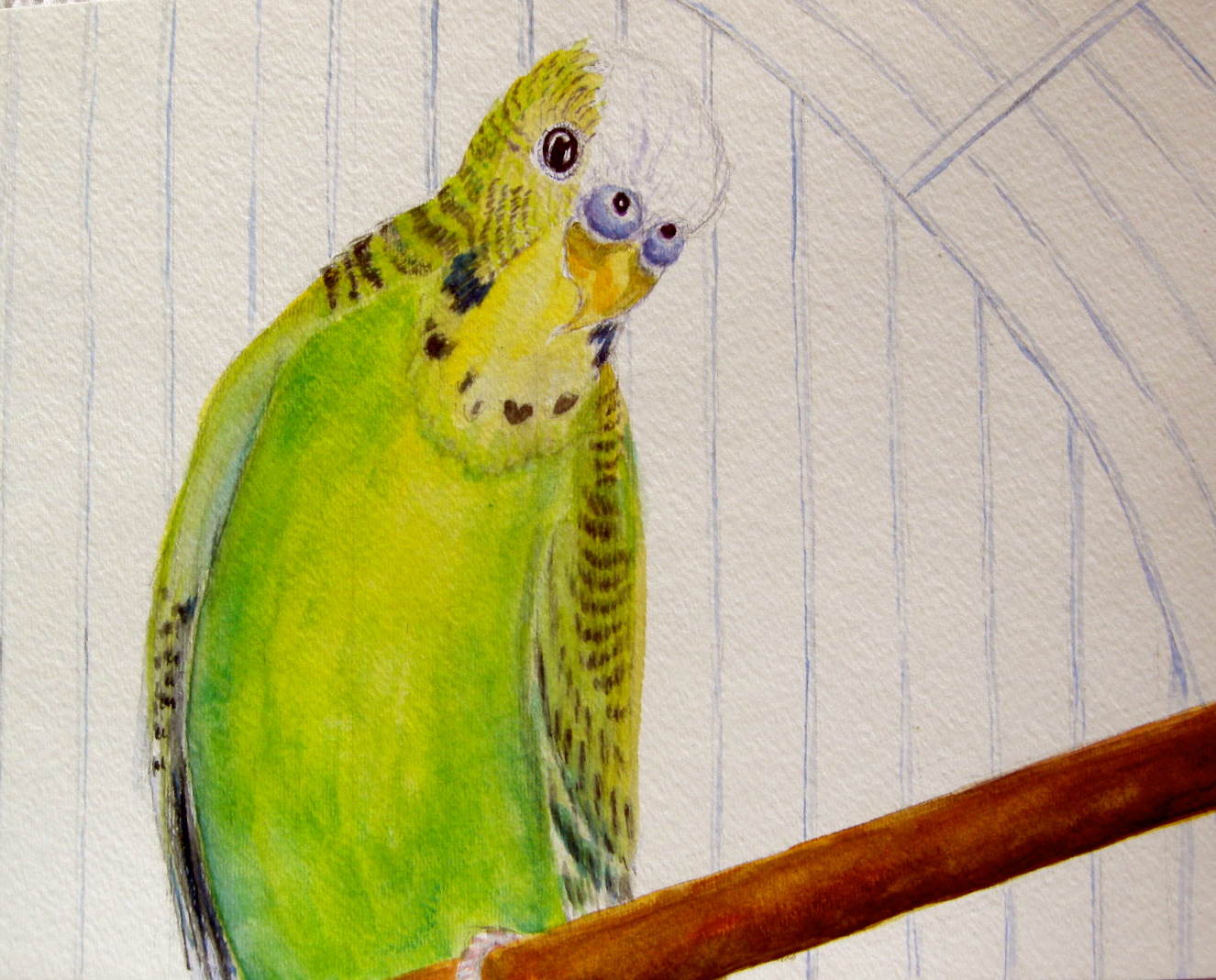 Josie on perch