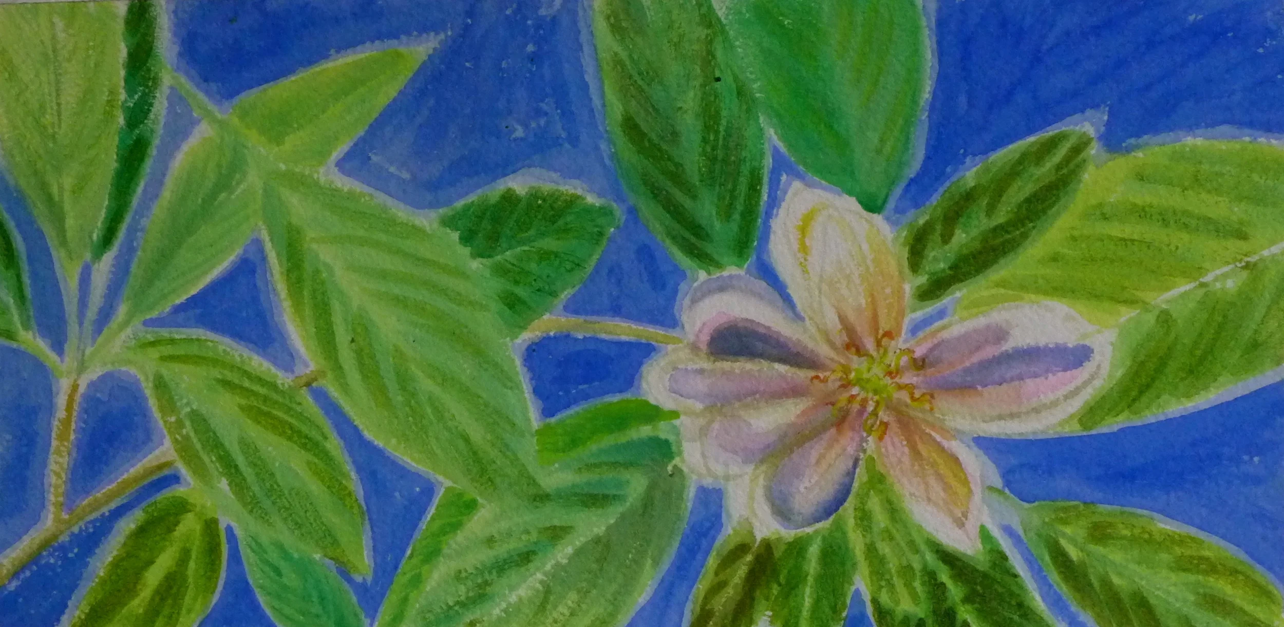 Blue Magnolia, 6"x12" watercolor
