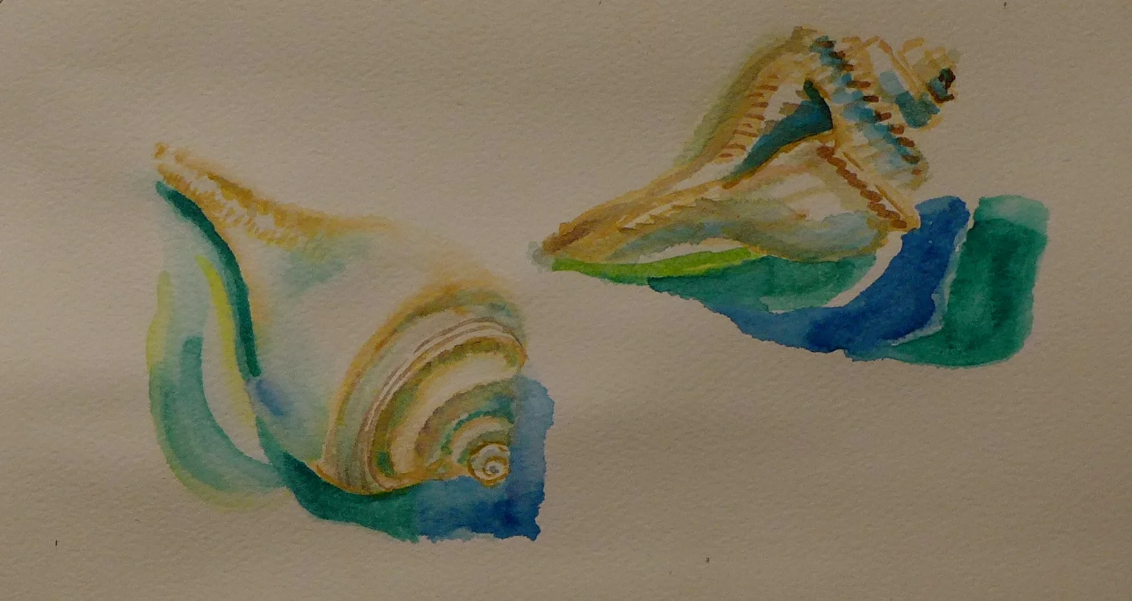 Shell, 2 Ways of Looking, for Colum McCann, watercolor