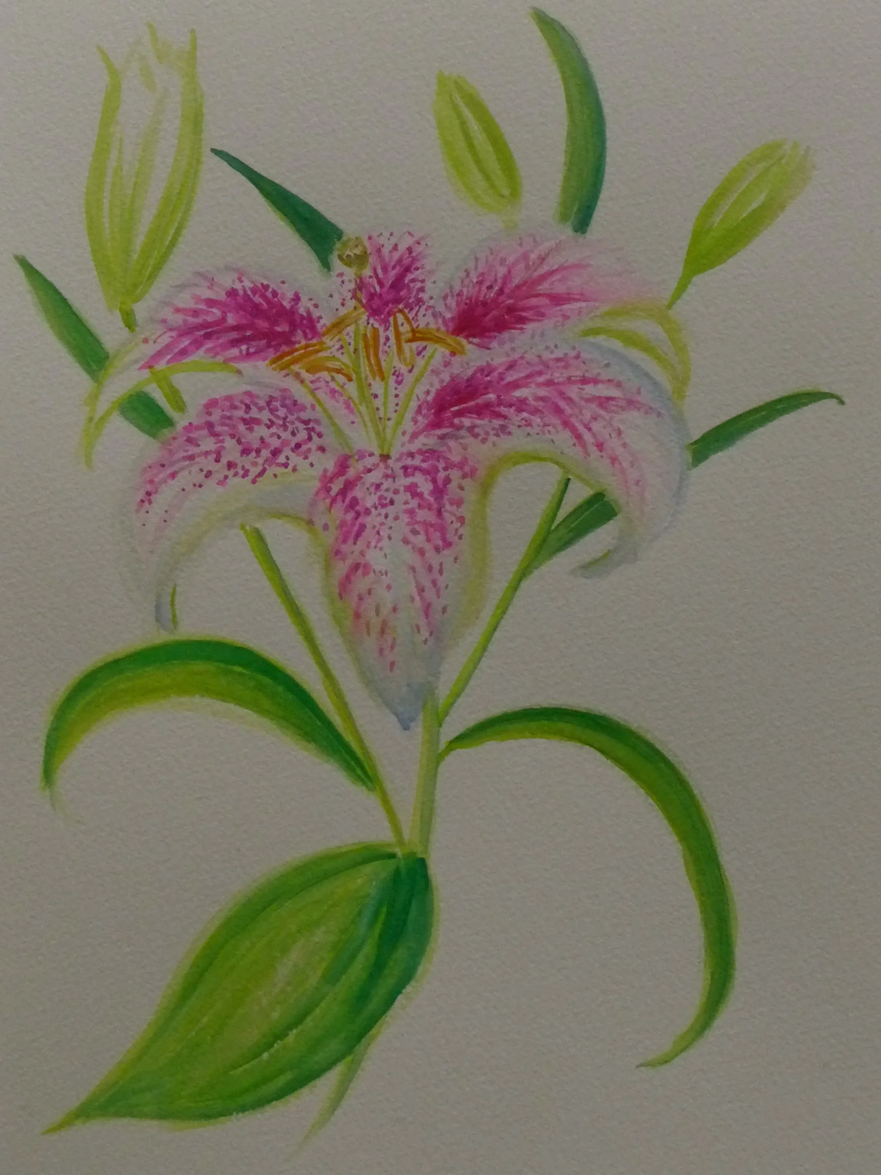 Magenta Lily, 9"x12" watercolor