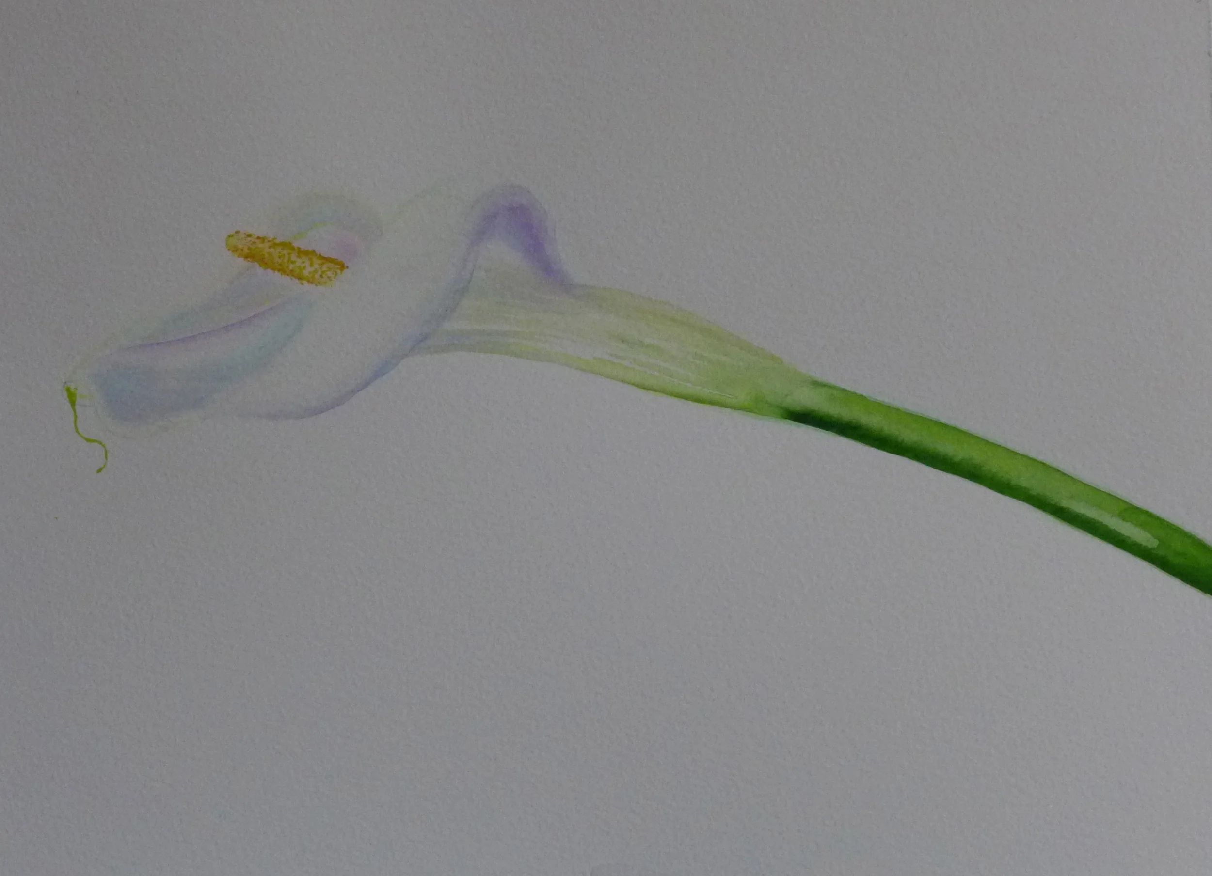 Calolily, 9"x12" watercolor