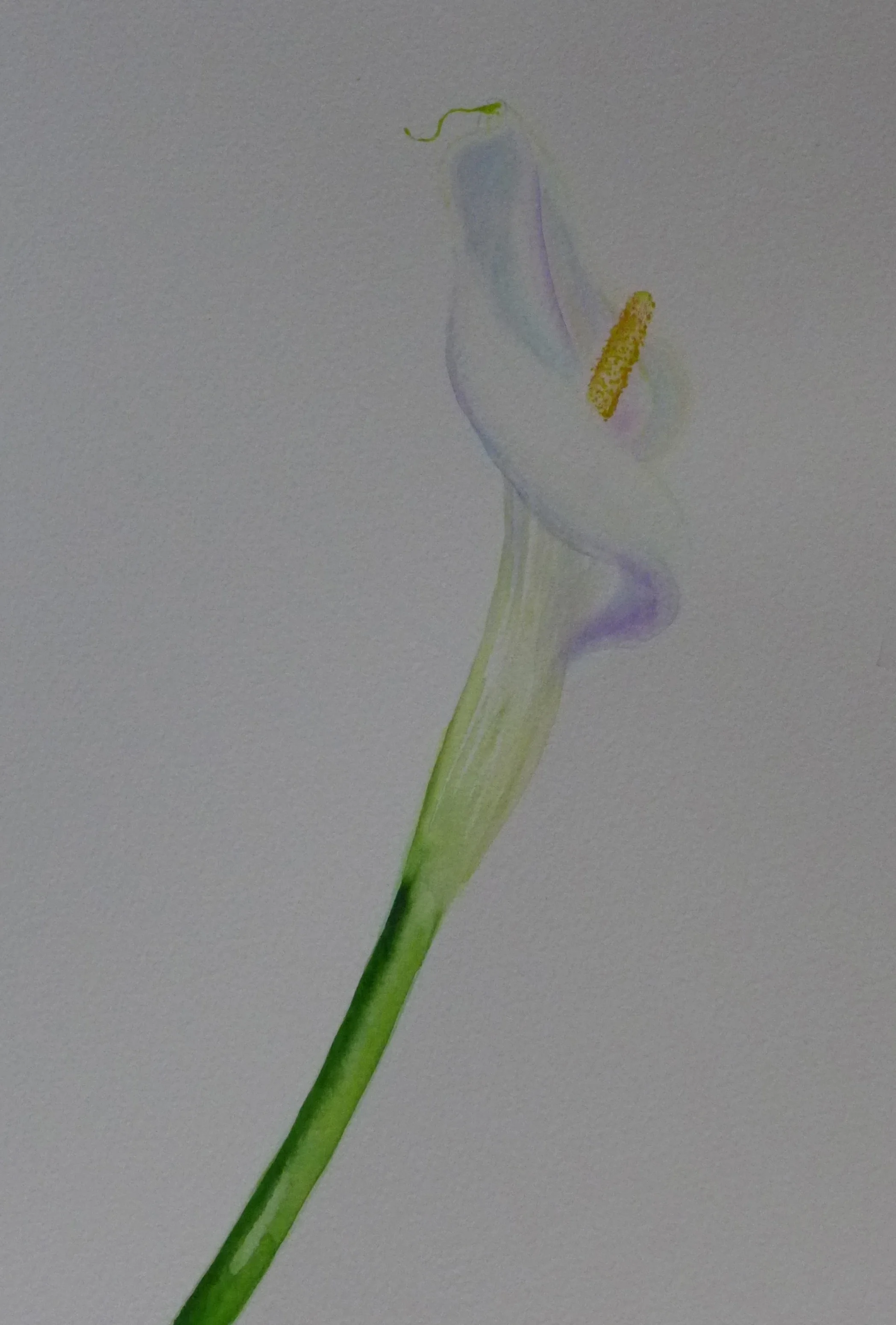 Calolily 2,watercolor