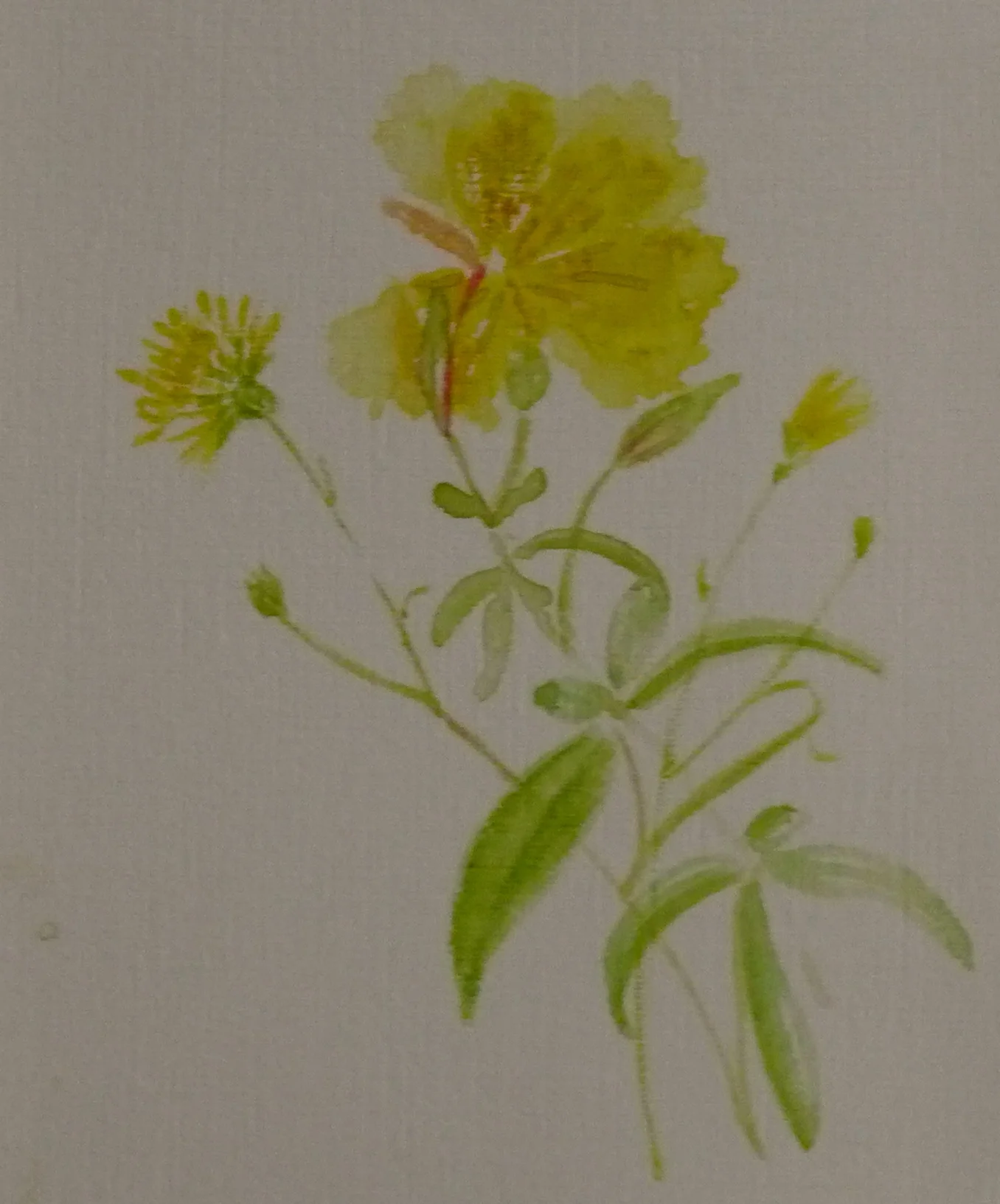 Dandelion watercolor