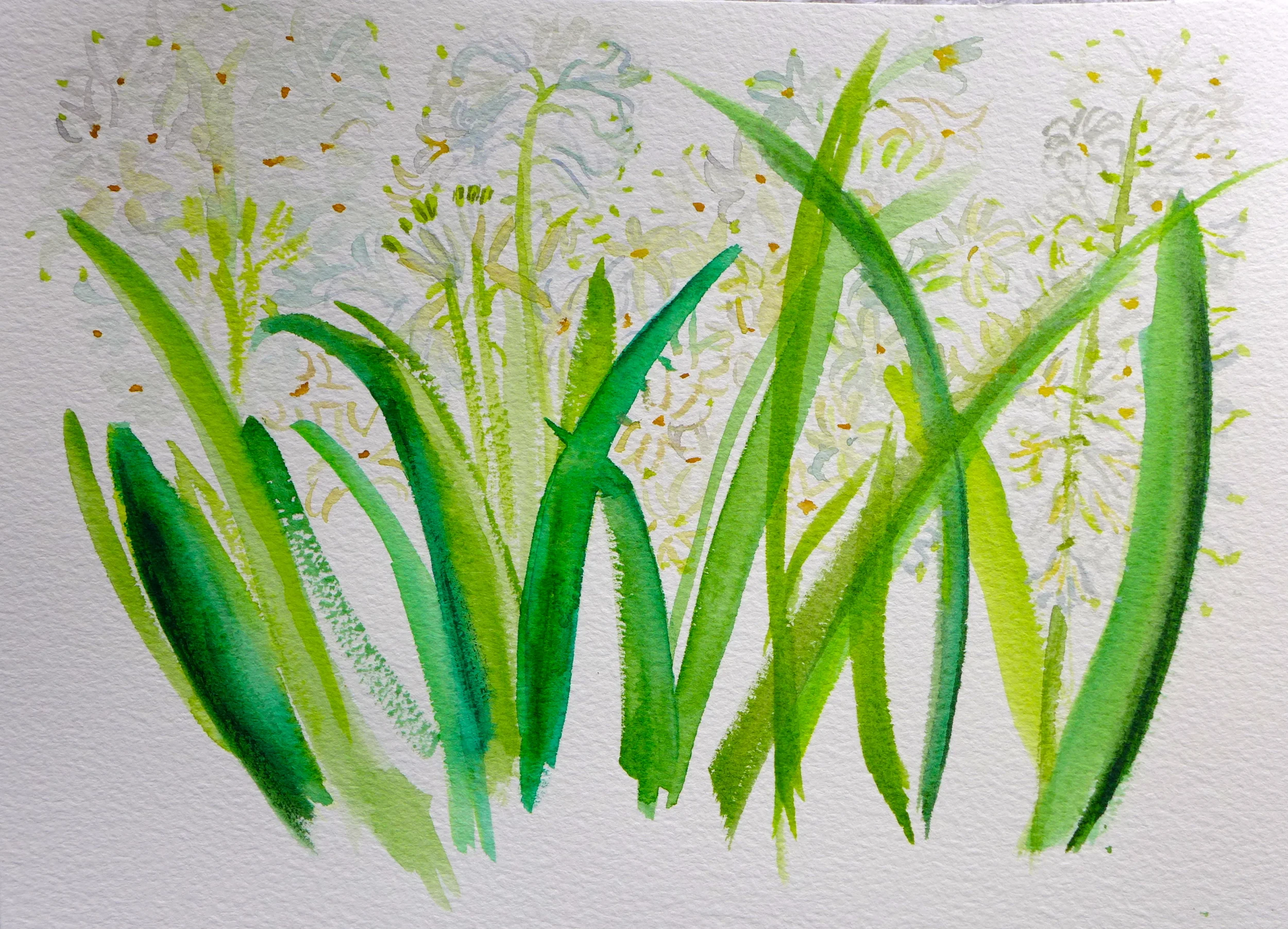Hyacinth watercolor