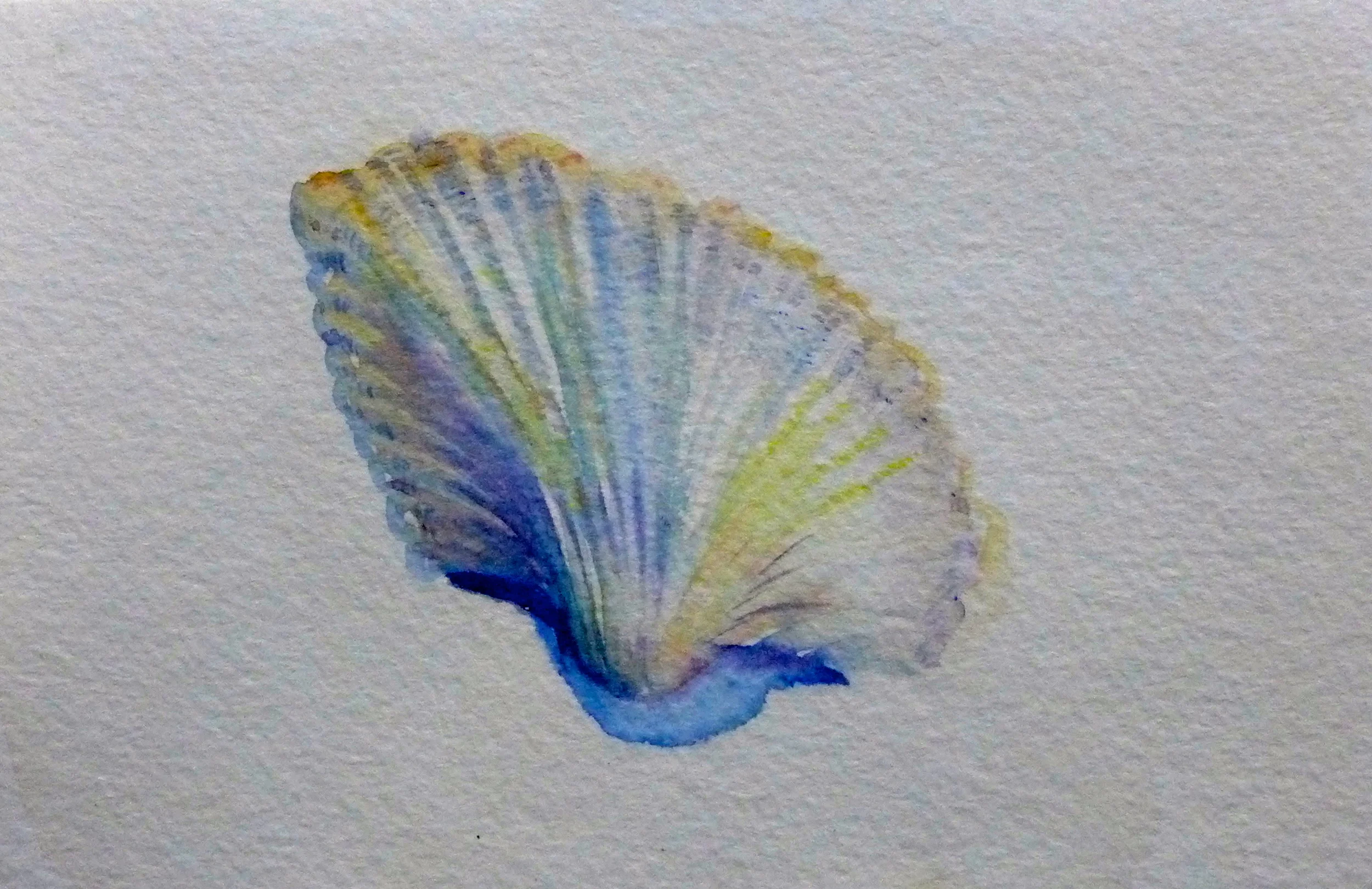 Fan Shell, 4"x6" watercolor