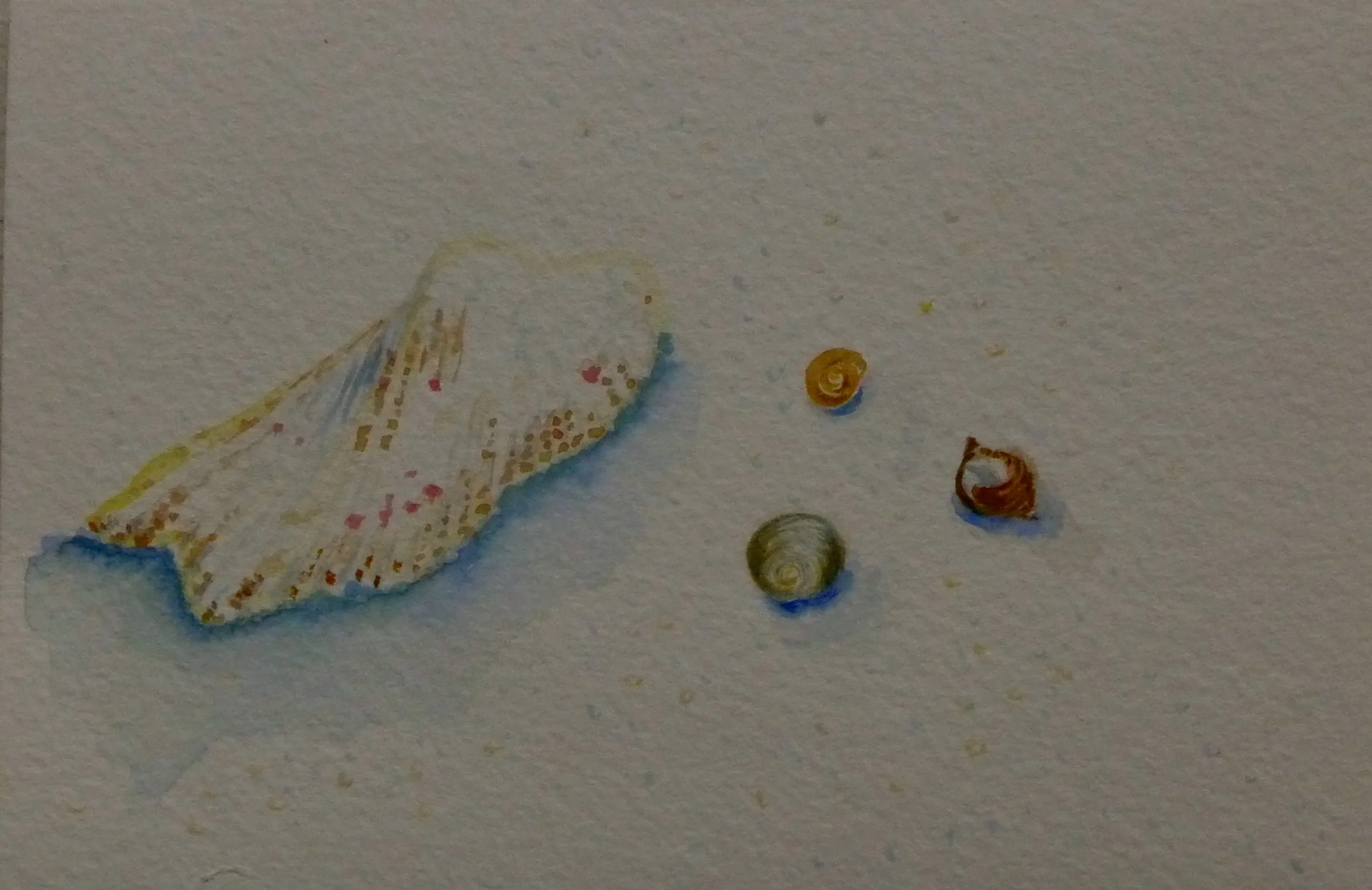 Four Shells, 4"x6" watercolor