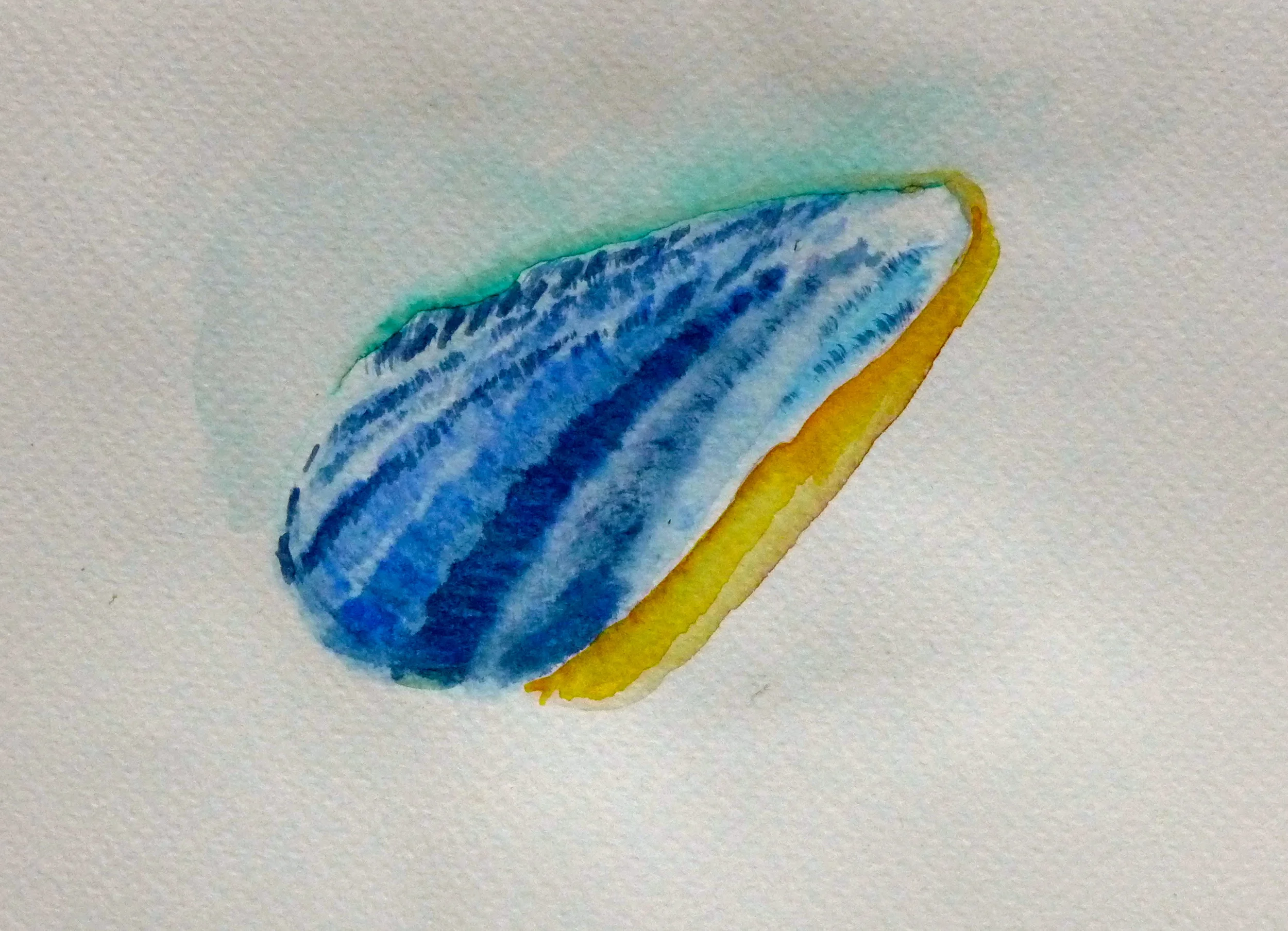 Blue Striped Shell , 4.5"x6.5" watercolor
