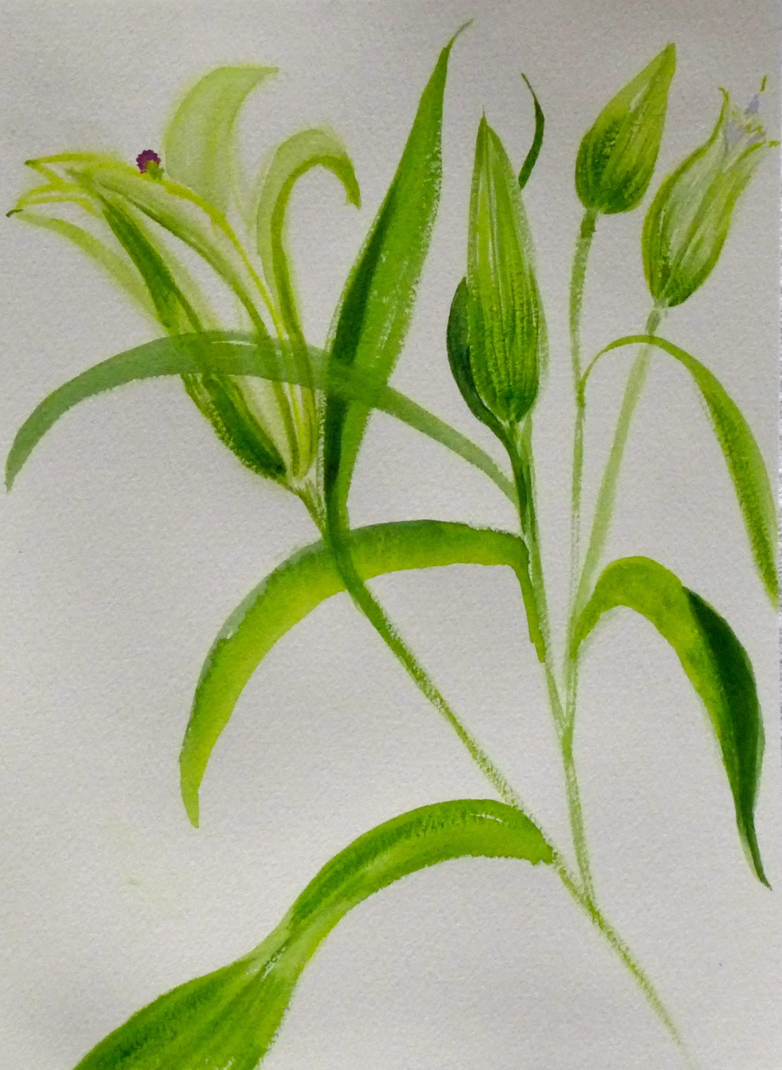 Green Lilies,9"x12' watercolor