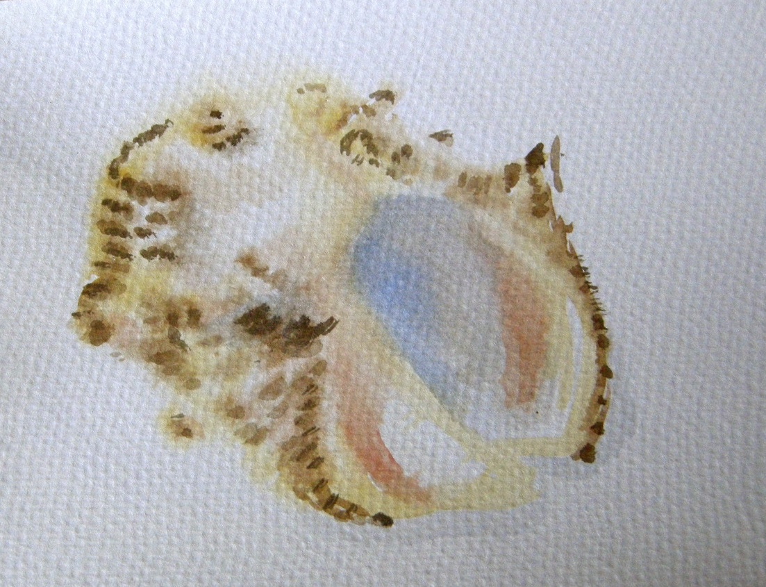 Conch, watercolor