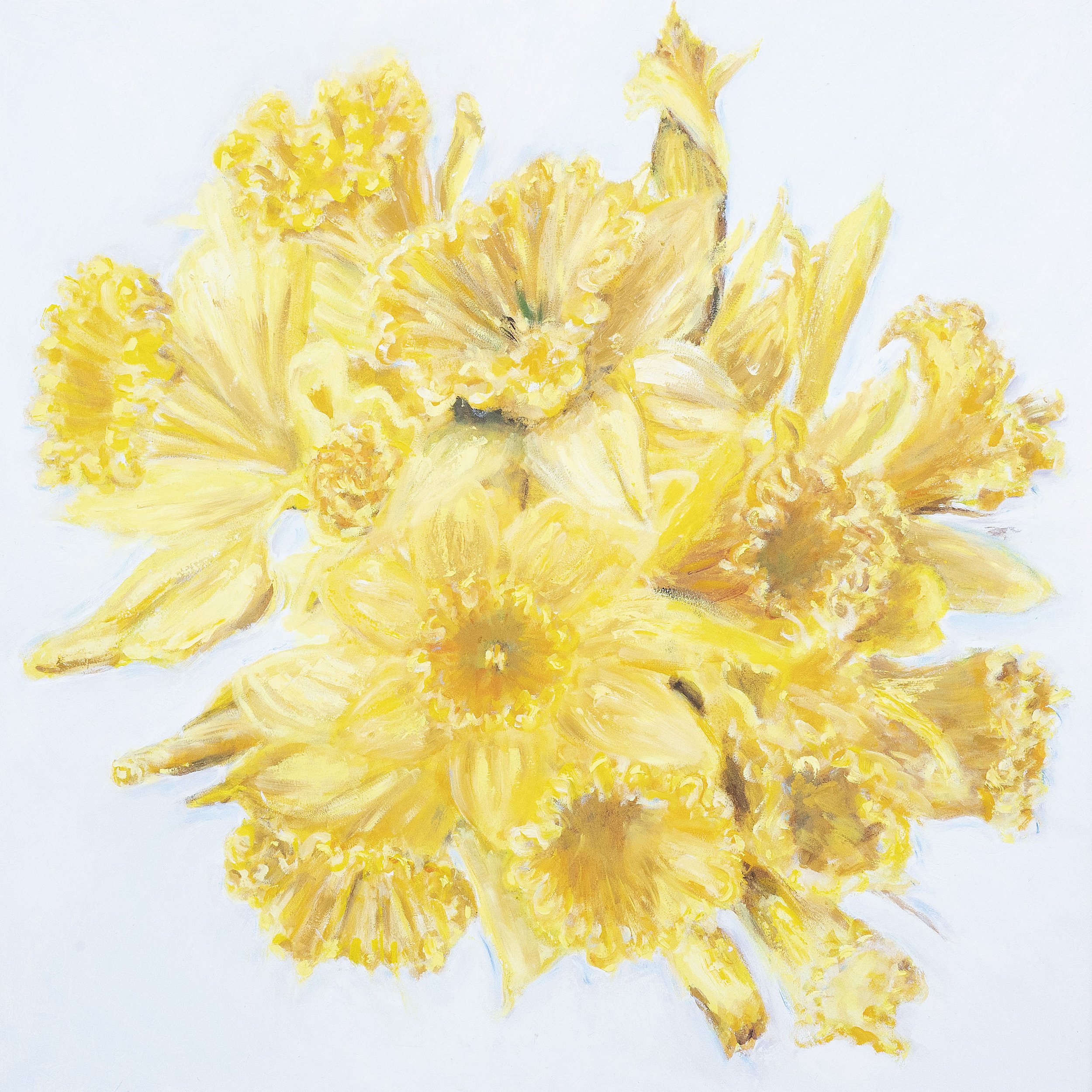 Daffodils