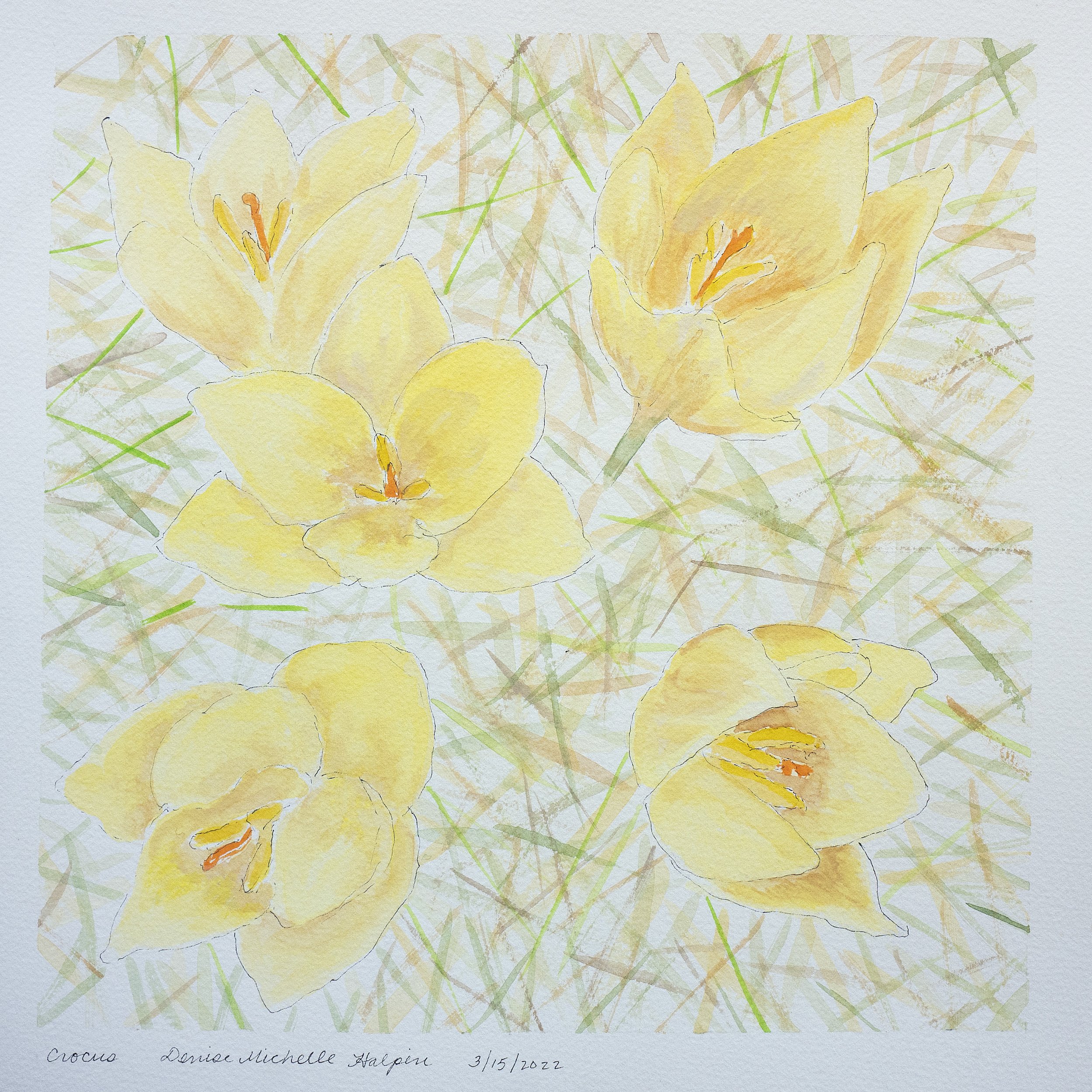 Yellow Crocus