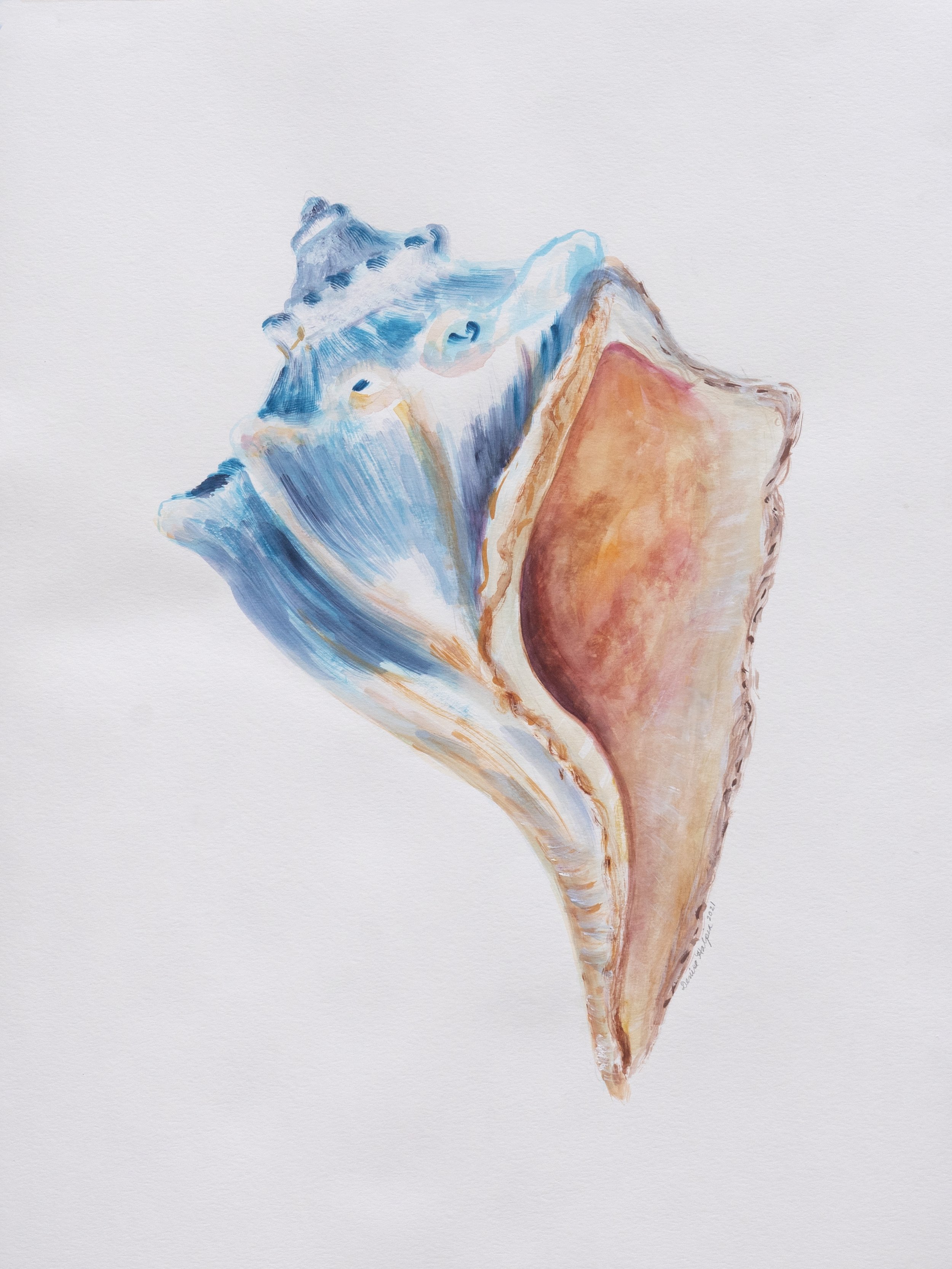 Conch