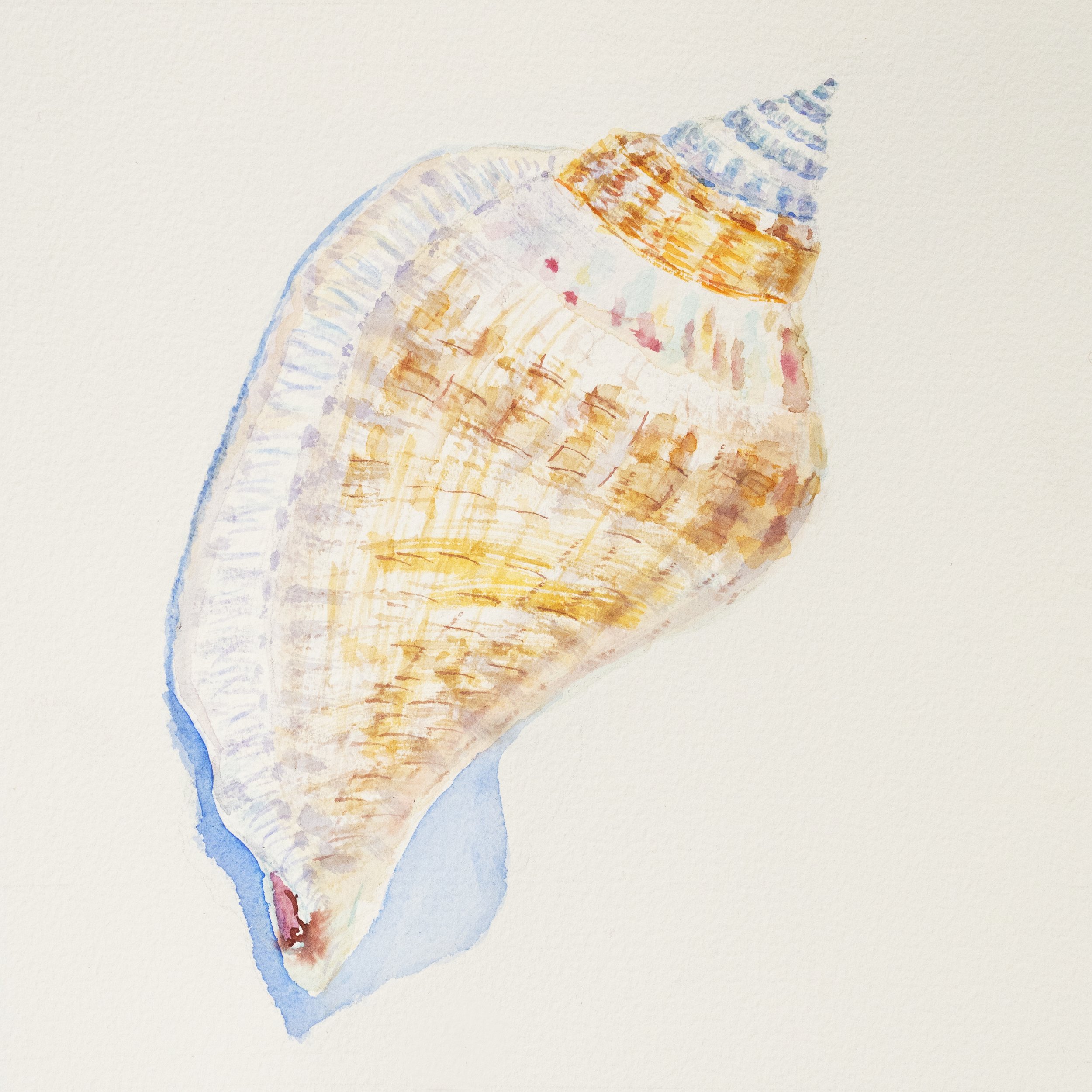 Shells on Parade