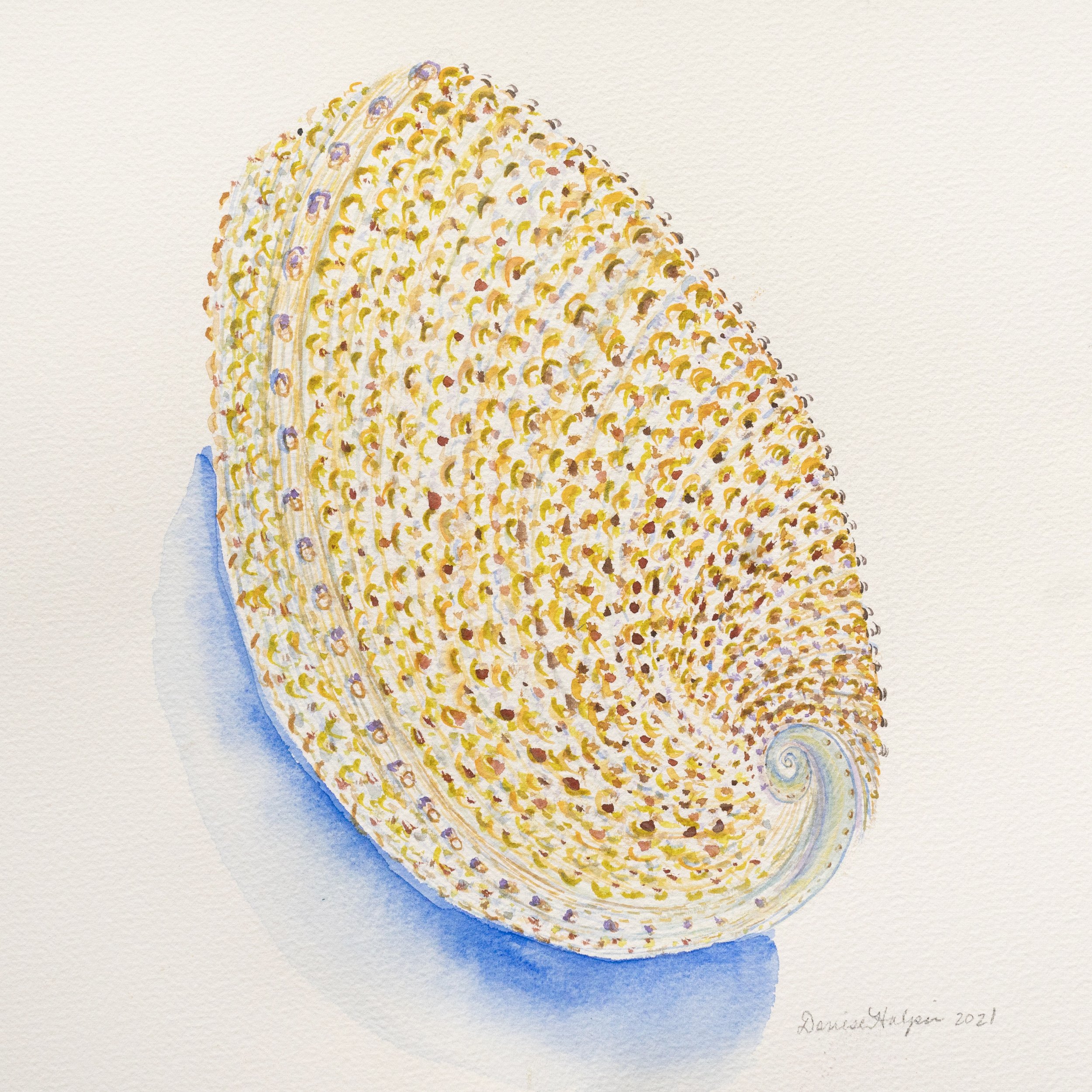 Shells on Parade 2