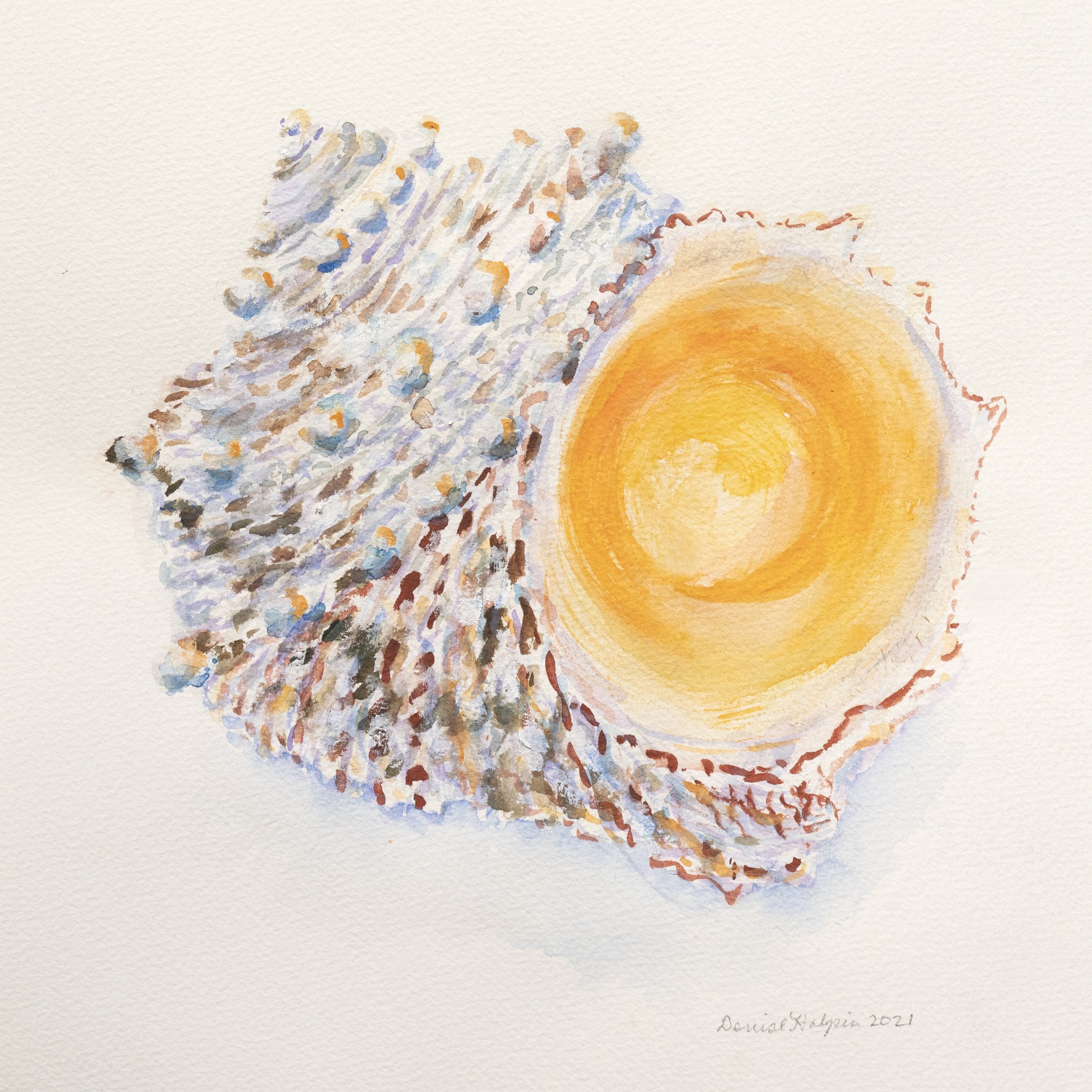Shells on Parade 3