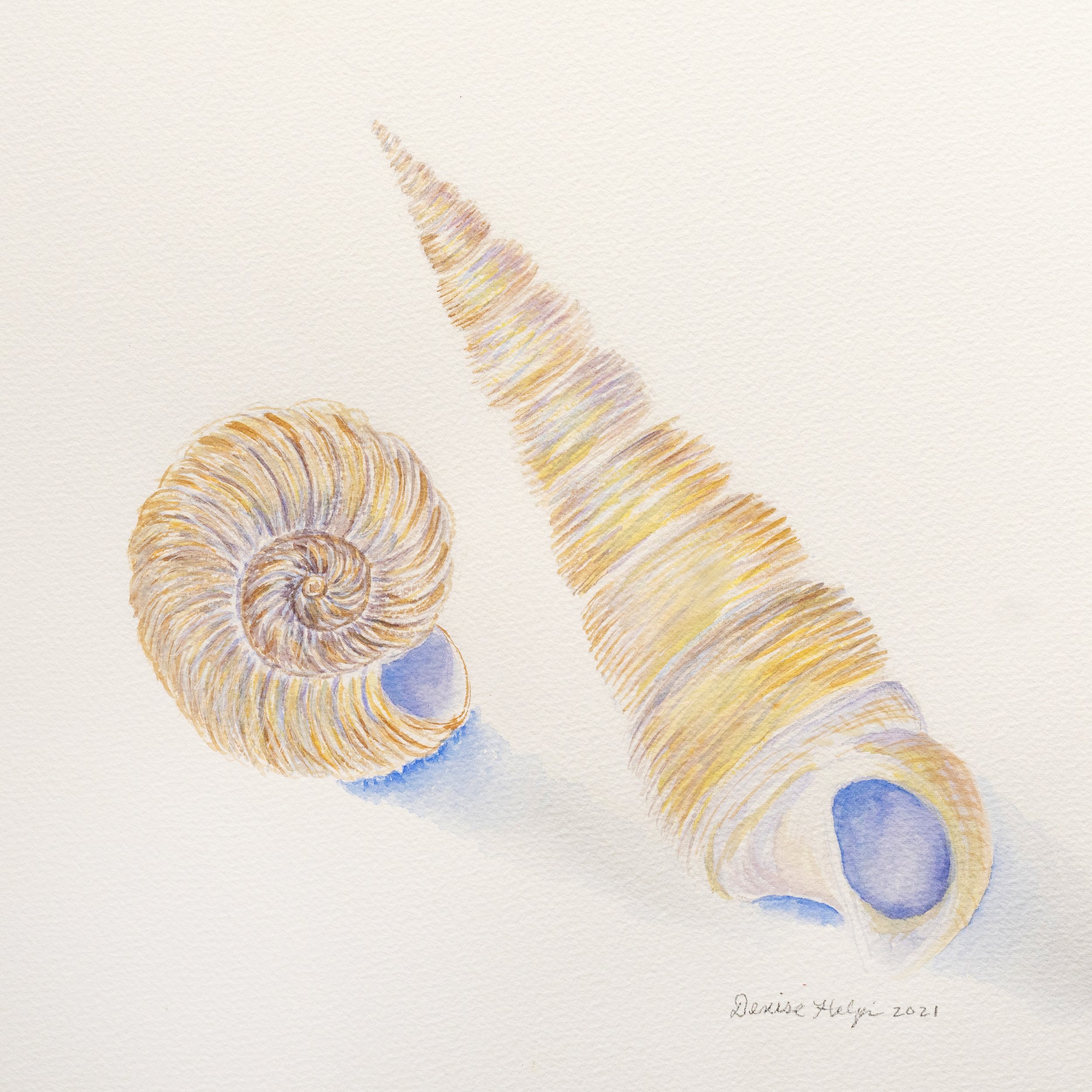 Shells on Parade 4