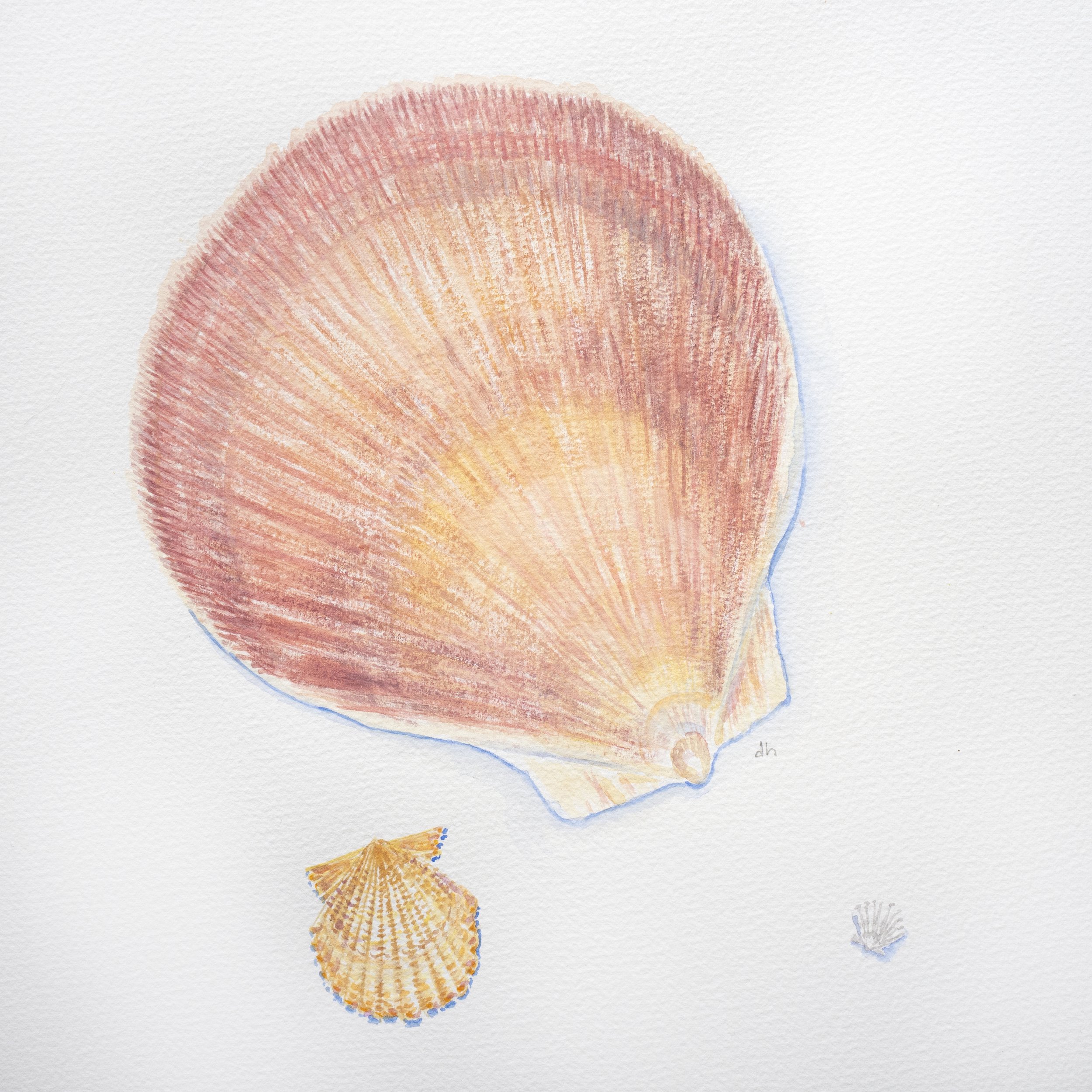 Shells on Parade 5