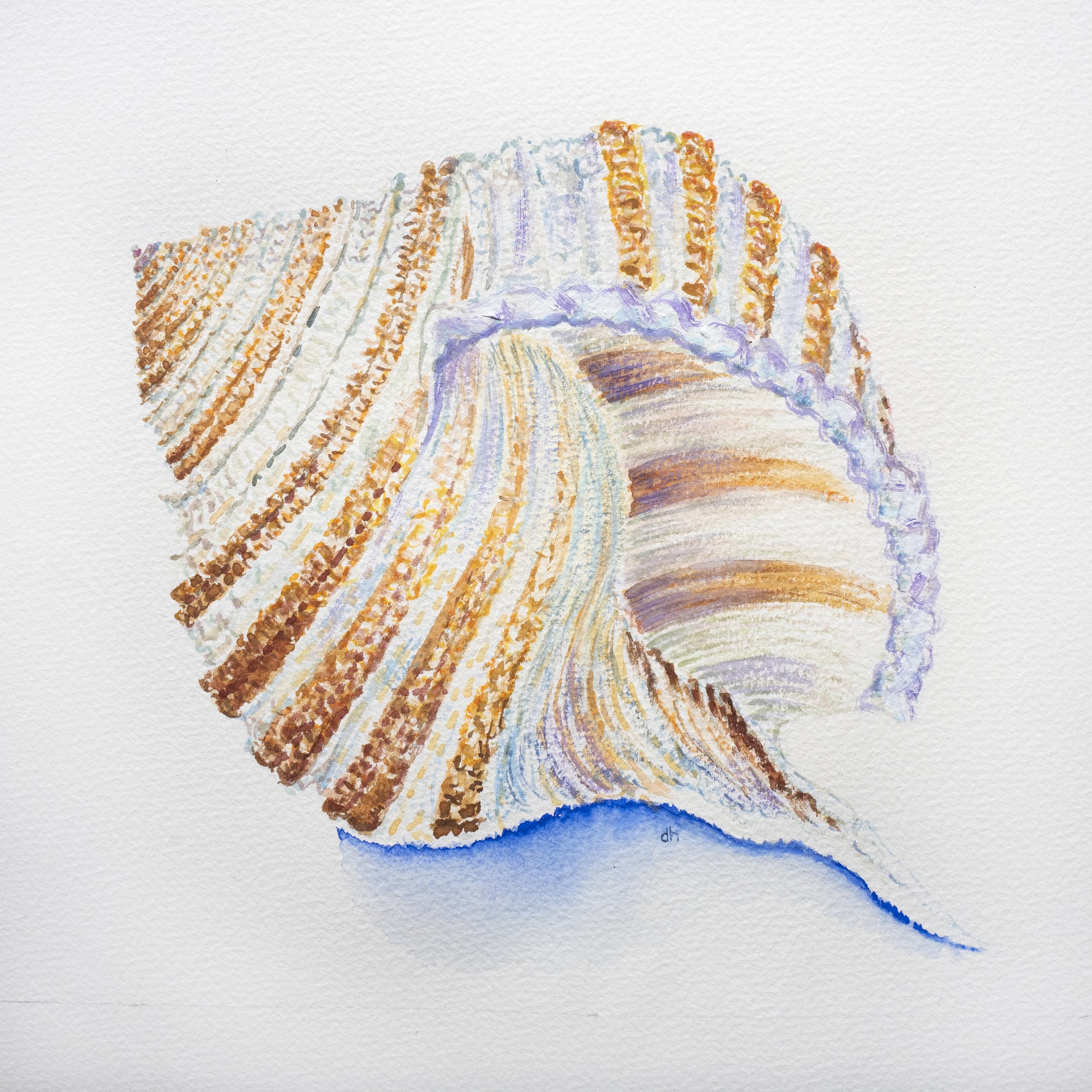 Shells on Parade 6