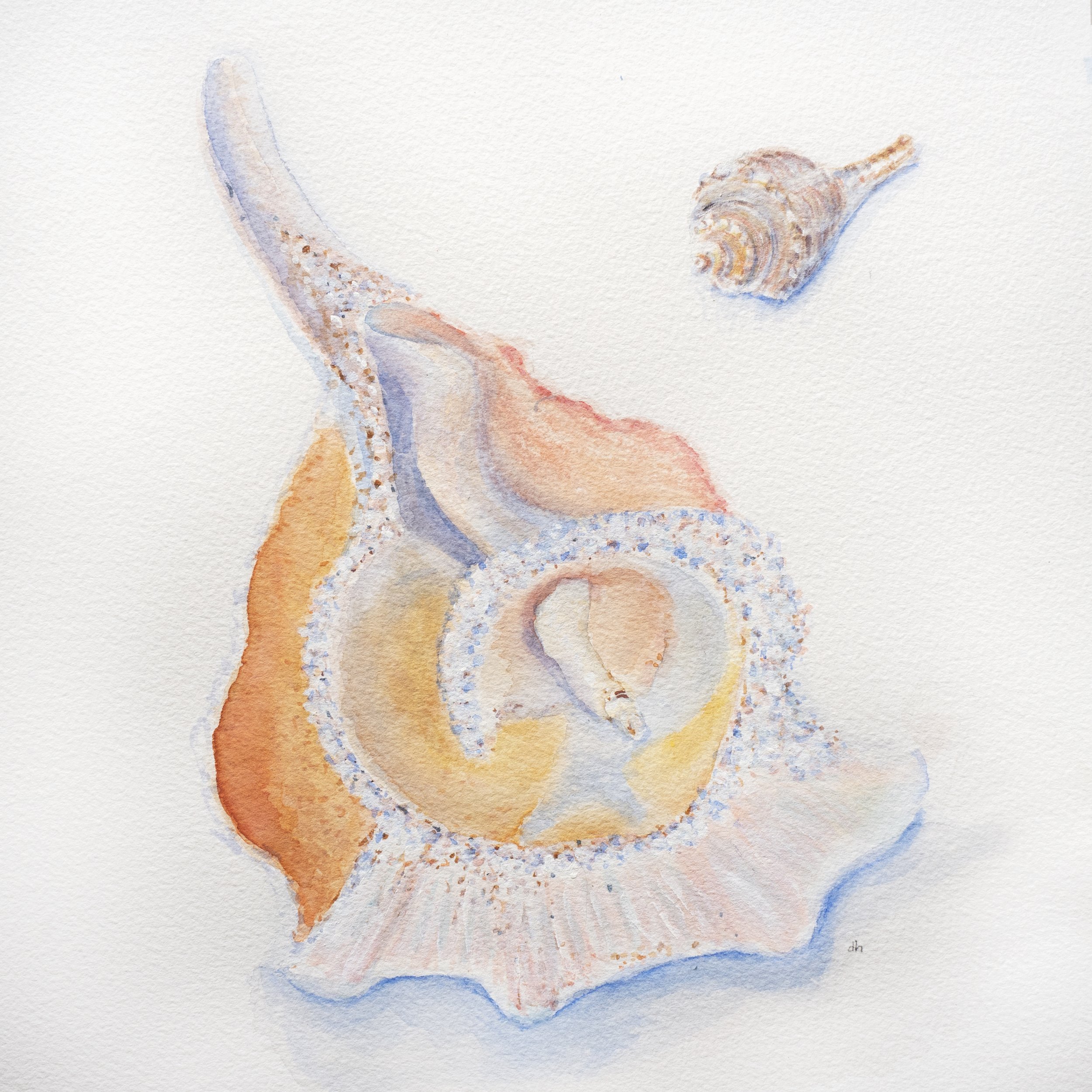 Shells on Parade 7