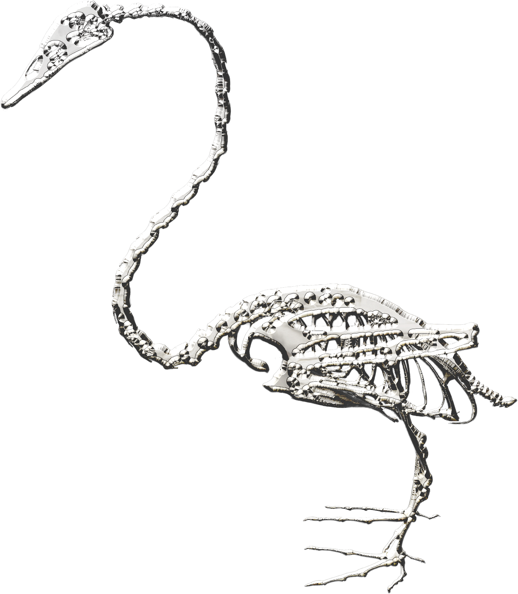 Silver_Swan_3.png