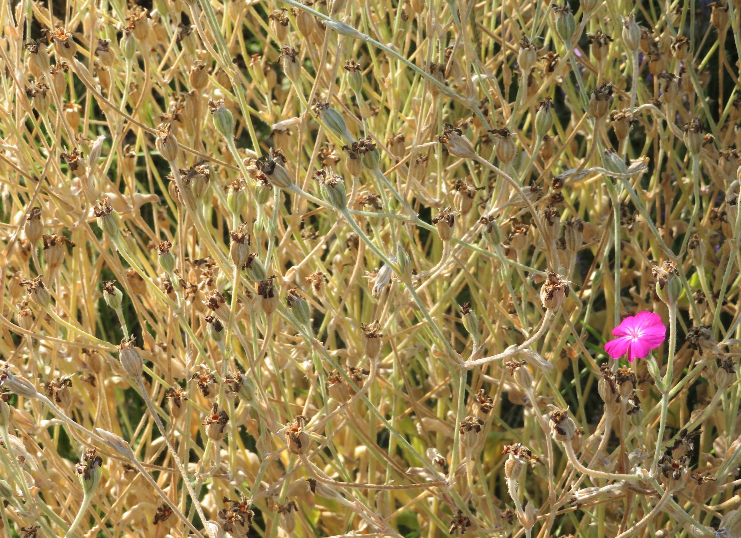  Lone flower, Seattle, WA 